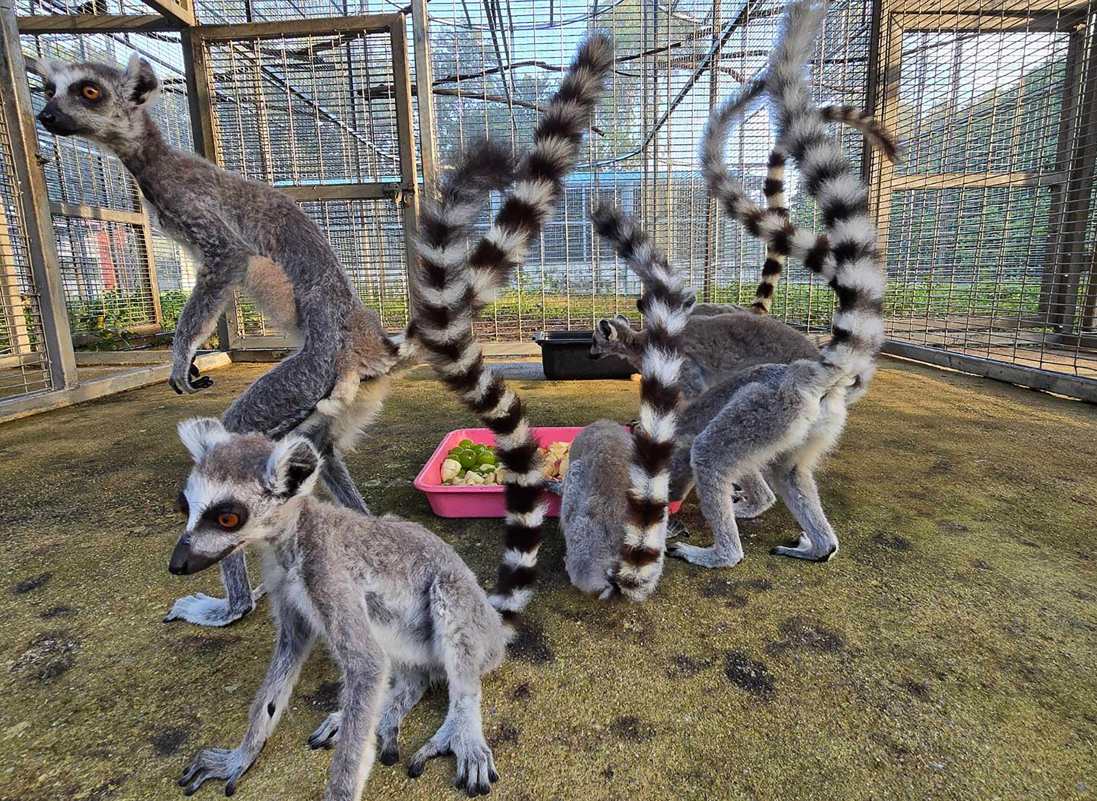 This undated handout photo released on November 27, 2024 by Thailand's Ministry of Natural Resources and Environment shows ring-tailed lemurs that were seized in an anti-trafficking operation, at a facility in the Thai province of Chonburi. - Thailand is sending almost 1,000 highly endangered lemurs and tortoises back to their home in Madagascar, in what both countries called the biggest ever operation against wildlife trafficking. (Photo by Handout / Thailand's Ministry of Natural Resources and Environment / AFP) / - NO Marketing campaign / - NO MARKETING CAMPAIGN / -----EDITORS NOTE --- RESTRICTED TO EDITORIAL USE - MANDATORY CREDIT "AFP PHOTO / THAILAND'S MINISTRY OF NATURAL RESOURCES AND ENVIRONMENT " - NO MARKETING - NO ADVERTISING CAMPAIGNS - DISTRIBUTED AS A SERVICE TO CLIENTS /