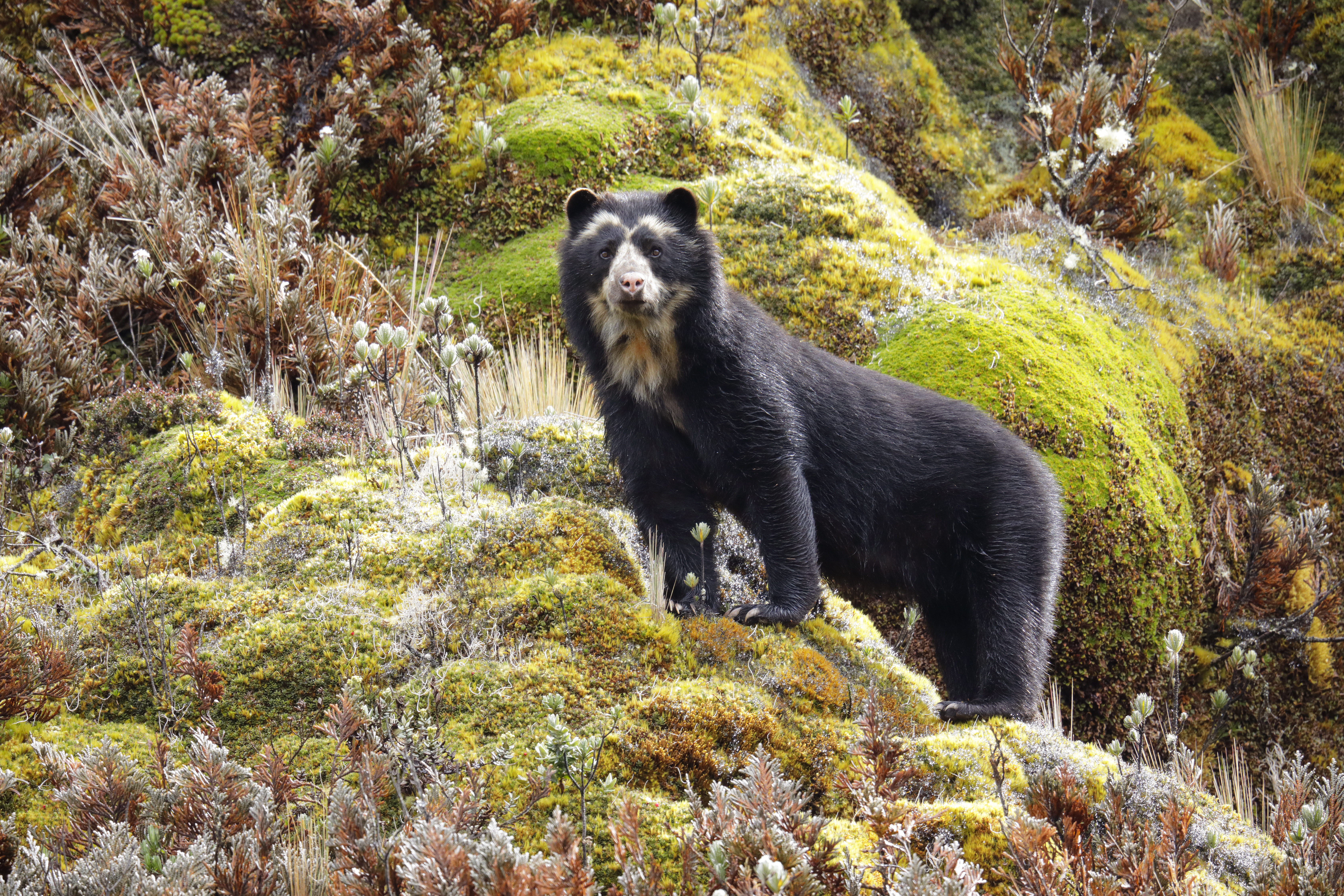 A spectacled bear (Tremarctos ornatus) mother at Cayambe-Coca ecological reserve, Ecuador