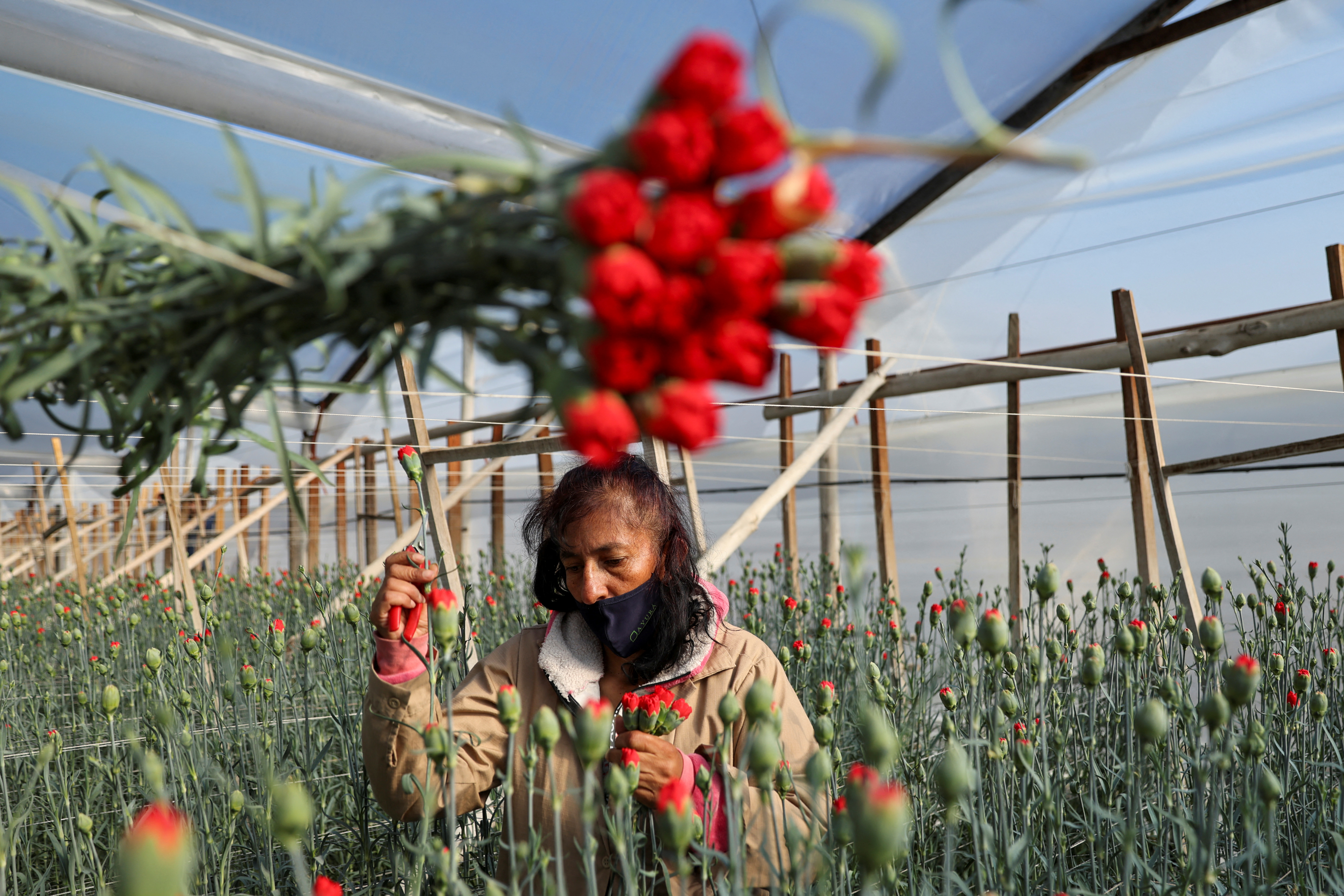 An employee cuts flowers inside a greenhouse, ahead of Valentine's Day, at the Eclipse Flowers farm, in Tocancipa, Colombia January 30, 2023.