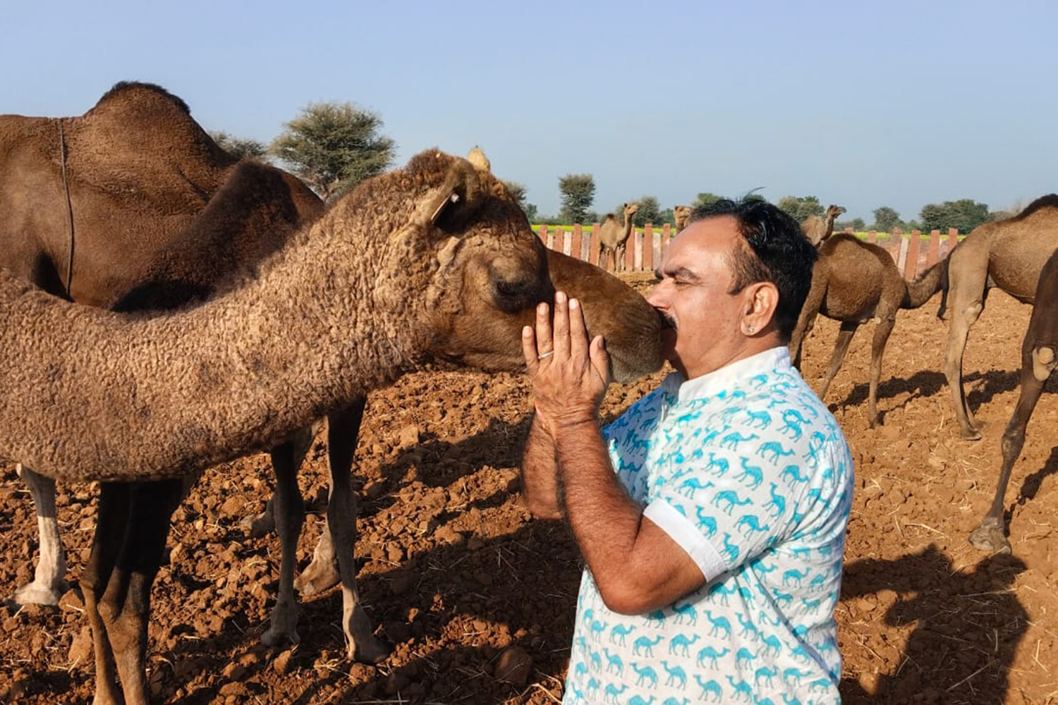 Camels India