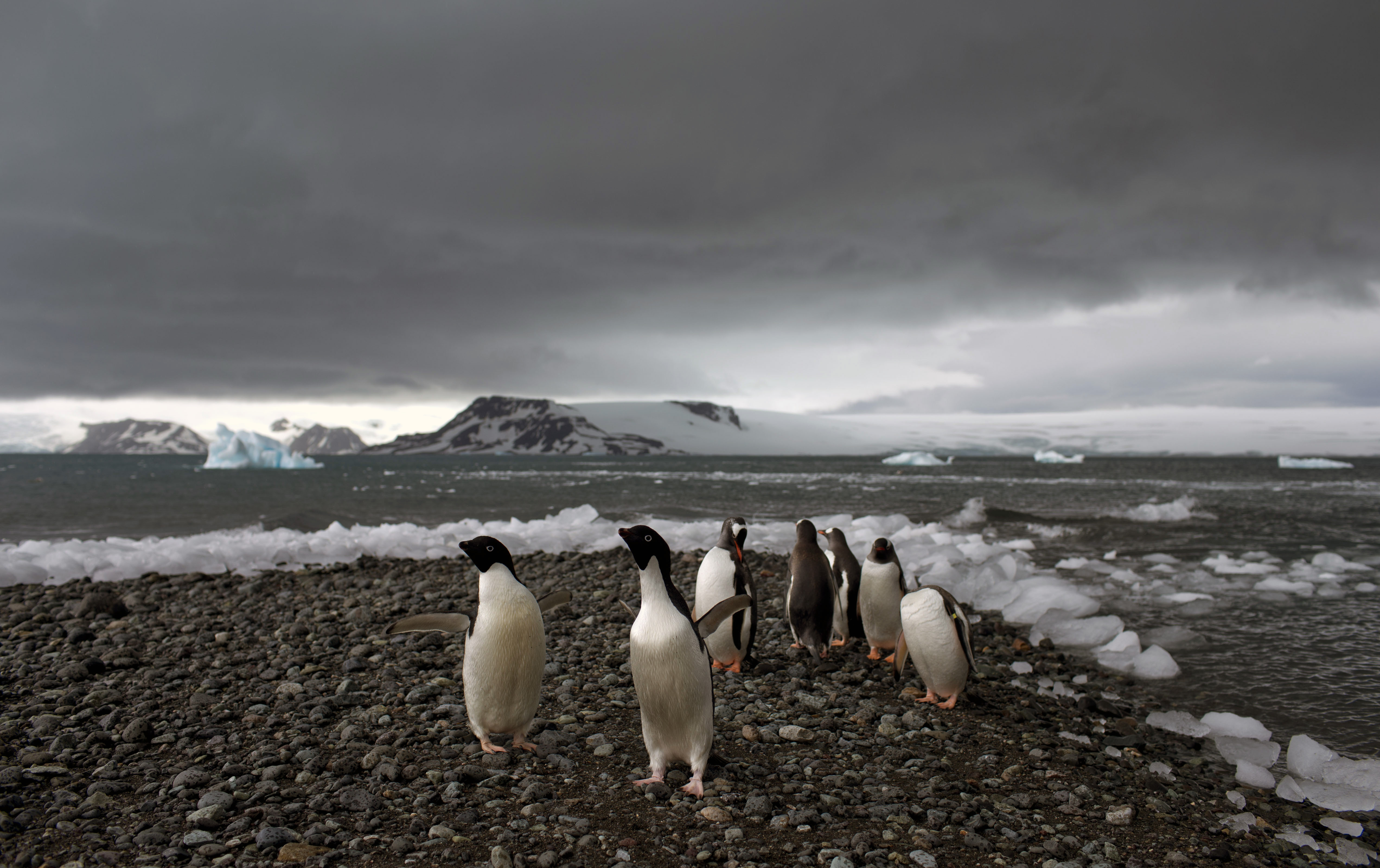 Penguins walk in Antarctica.