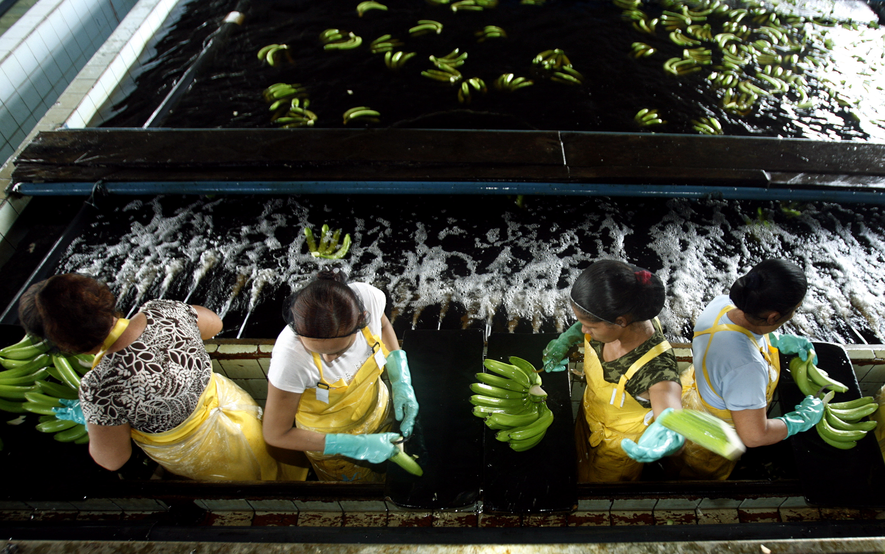 Workers sort bananas for export on Bananera El Esfuerzo farm in 28 Millas de Siquirres. [Juan Carlos Ulate/Reuters] (COSTA RICA)