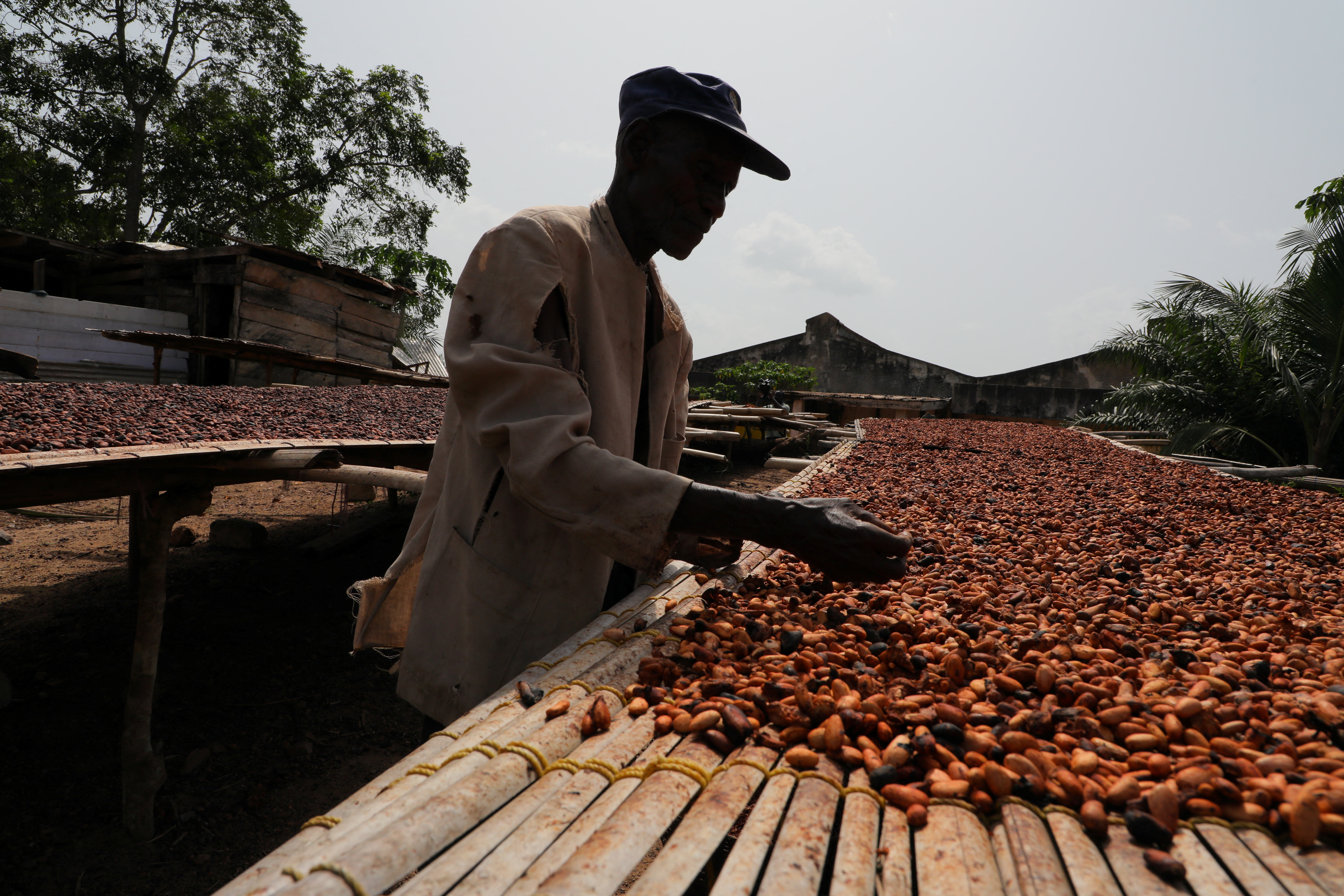 cocoa farmer