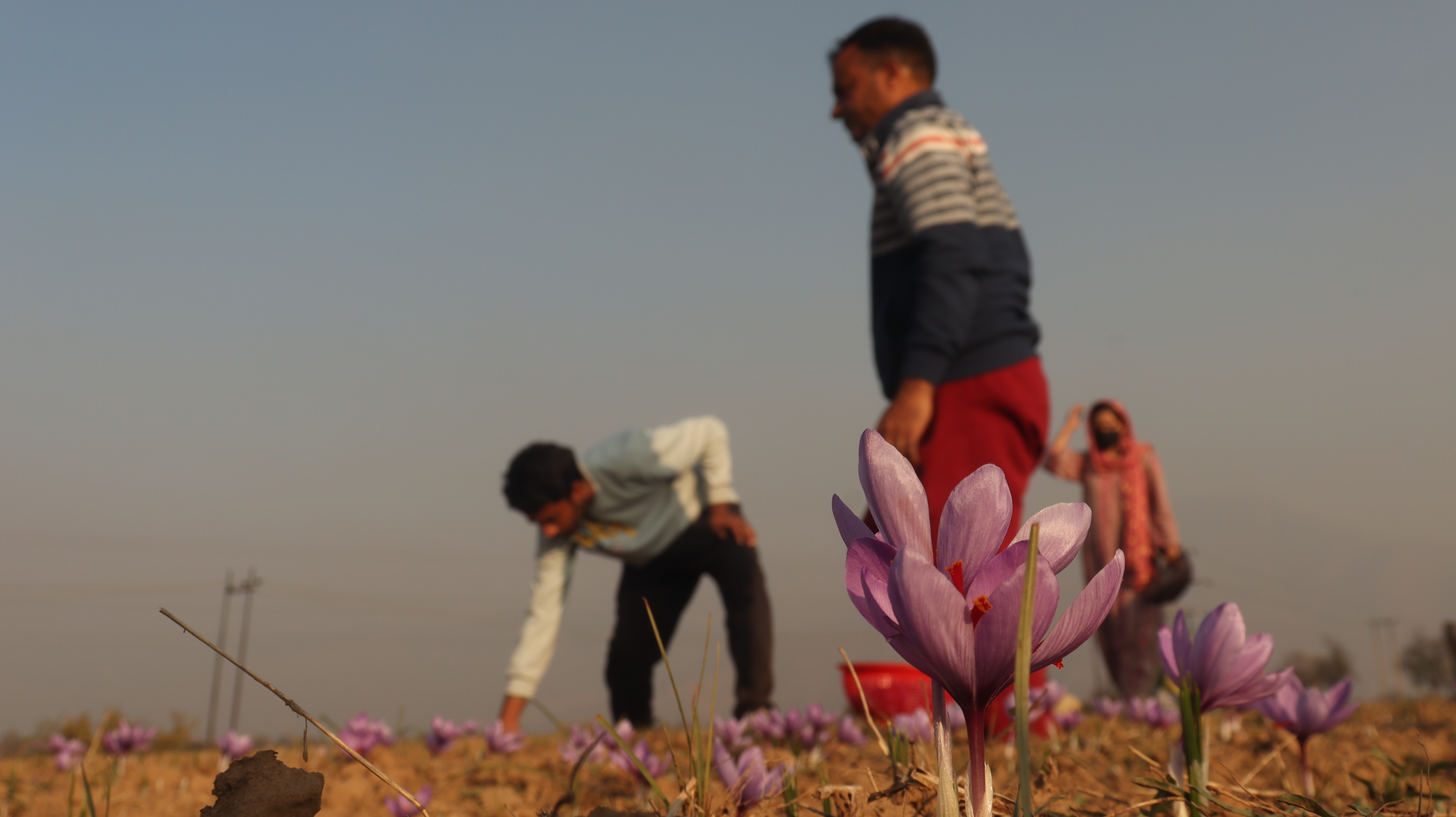 Bashir Ahmad, a saffron farmer with his family plucking Saffron