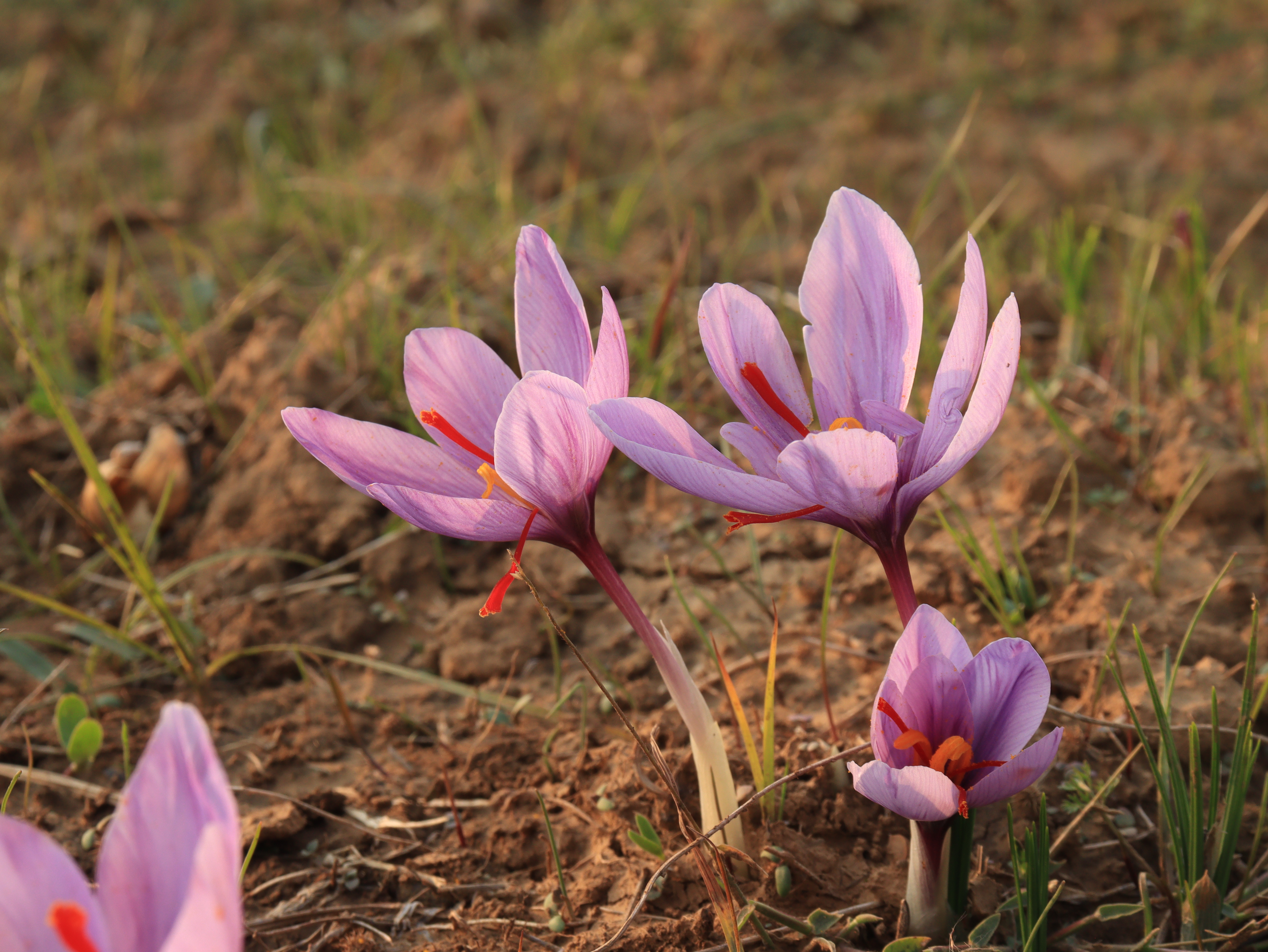 Saffron flowers in a farm in Pampore