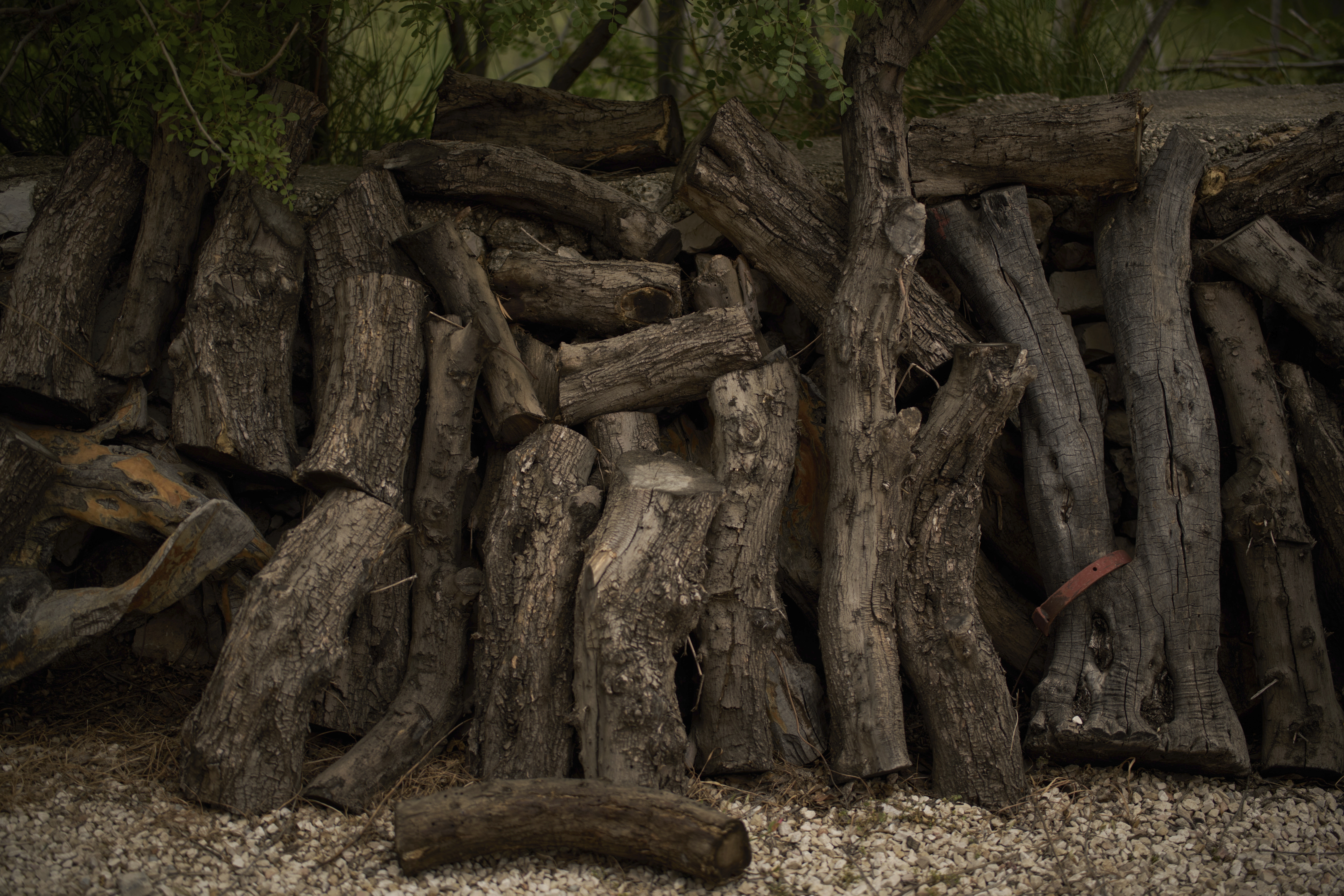 Olive logs are placed in the backyard of a workshop to dry before being cut for sale in the West Bank city of Bethlehem on Wednesday, April 9, 2025. (AP Photo/Leo Correa)