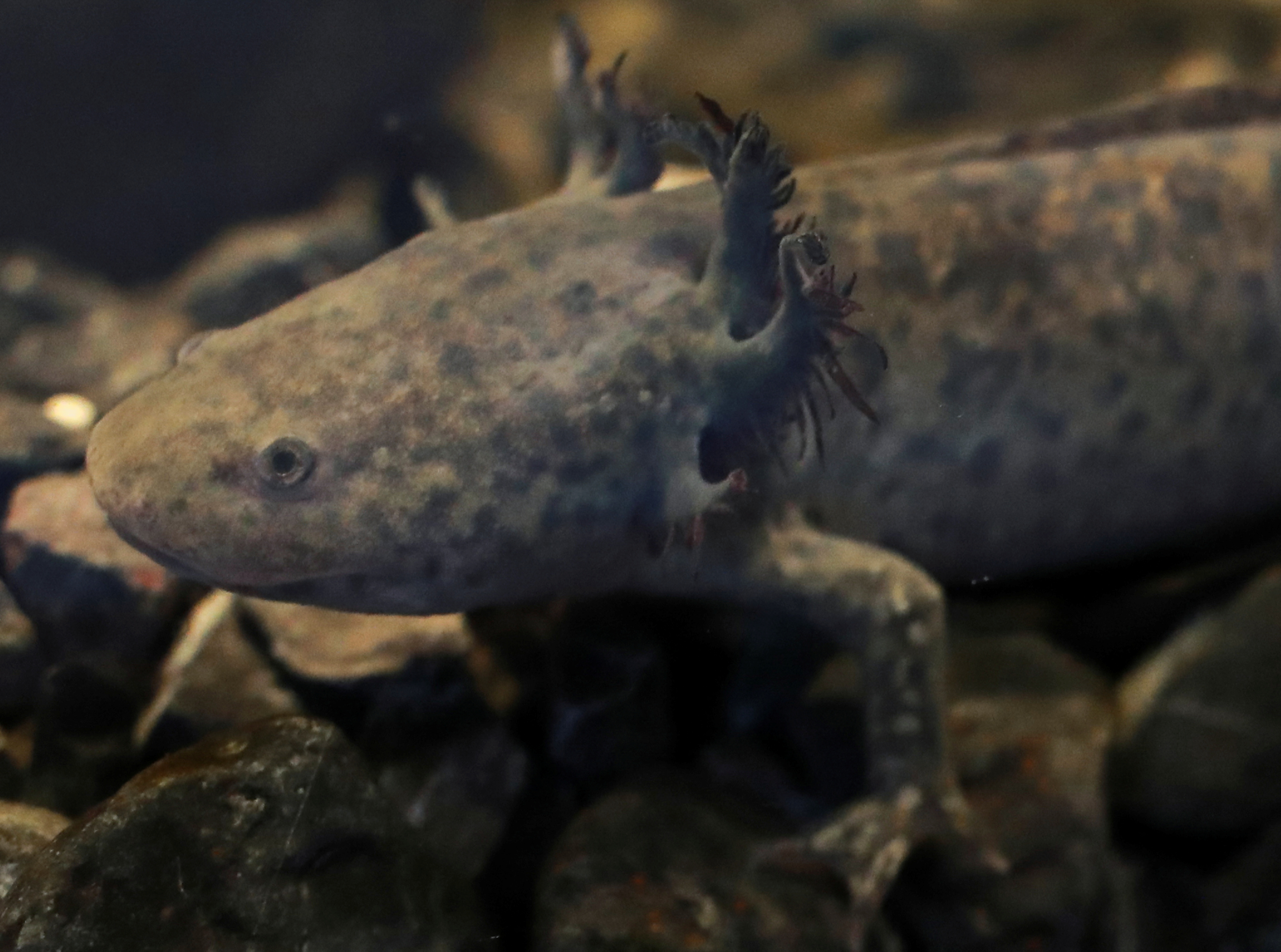 An axolotl (Ambystoma mexicanum) swims in an aquarium at the new Axolotl Museum and Amphibians Conservation Centre, which is to promote the protection and study of this endangered species, at Chapultepec Zoo in Mexico City, Mexico. [File: Henry Romero/Reuters]