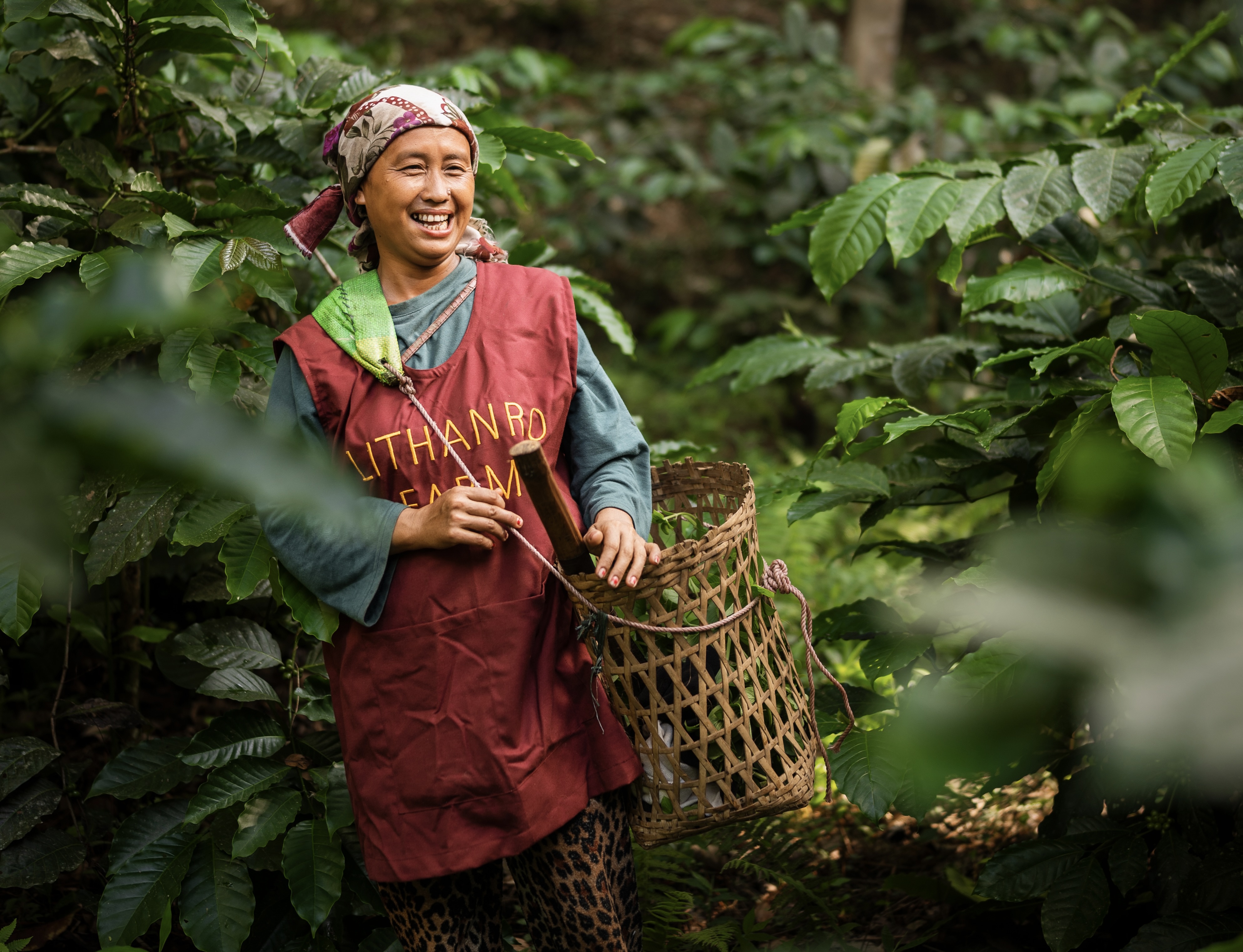 A Lithanro farmer collecting coffee beans in a plantation in Nagaland, India [Photo courtesy Lithanro Coffee]