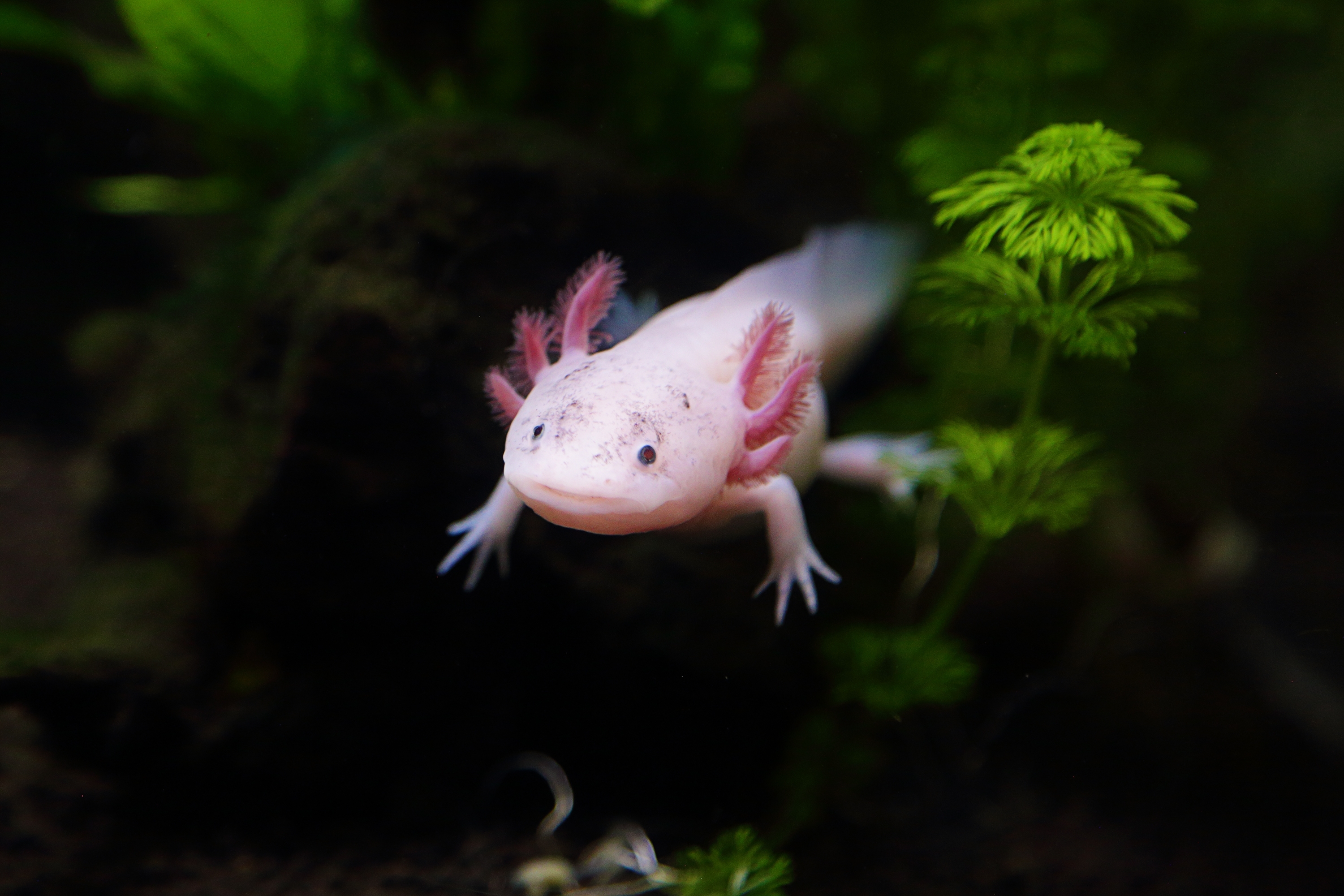 axolotl