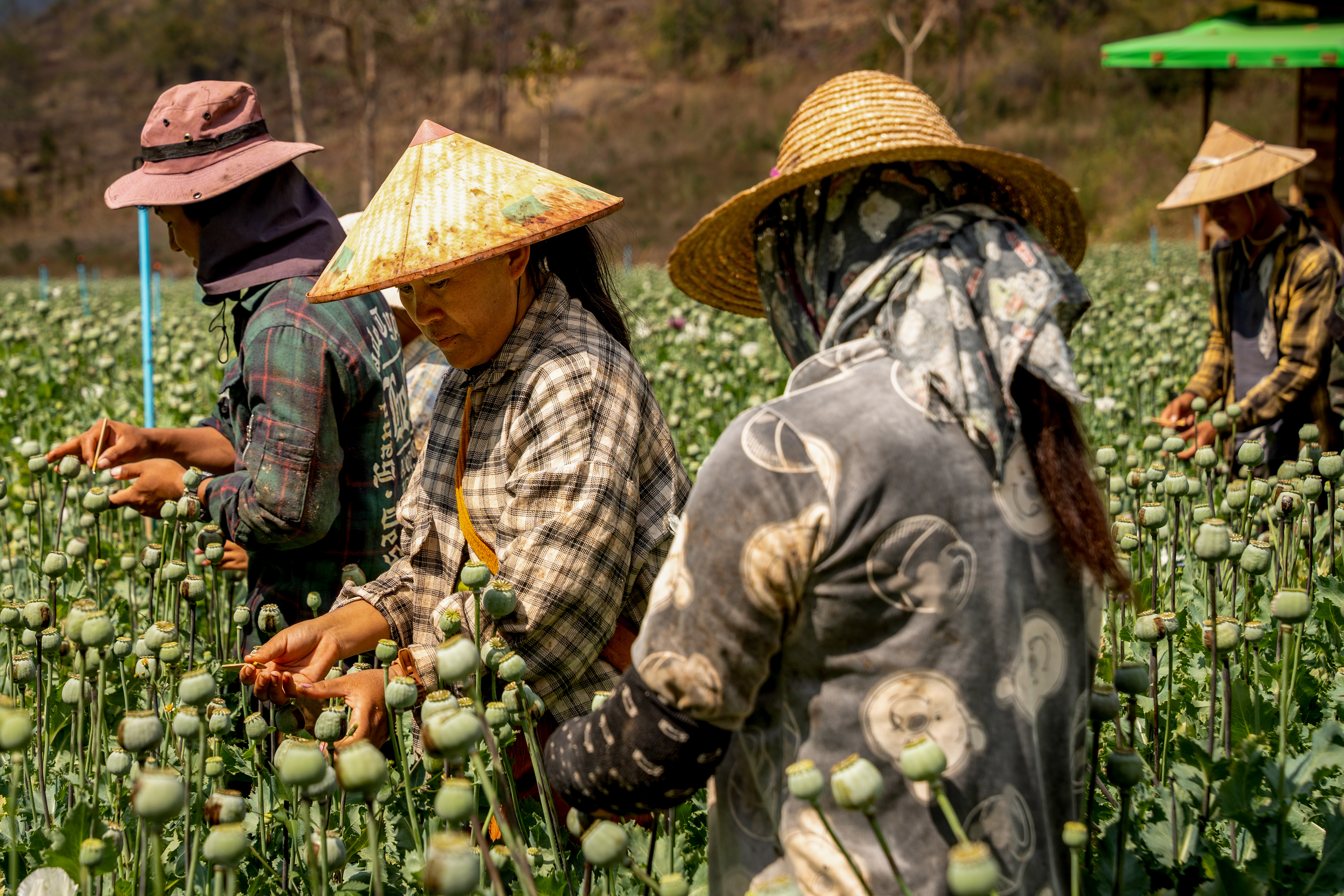 – Local women harvest poppies under the midday sun in southern Shan State, one of Myanmar's main opium-producing regions.