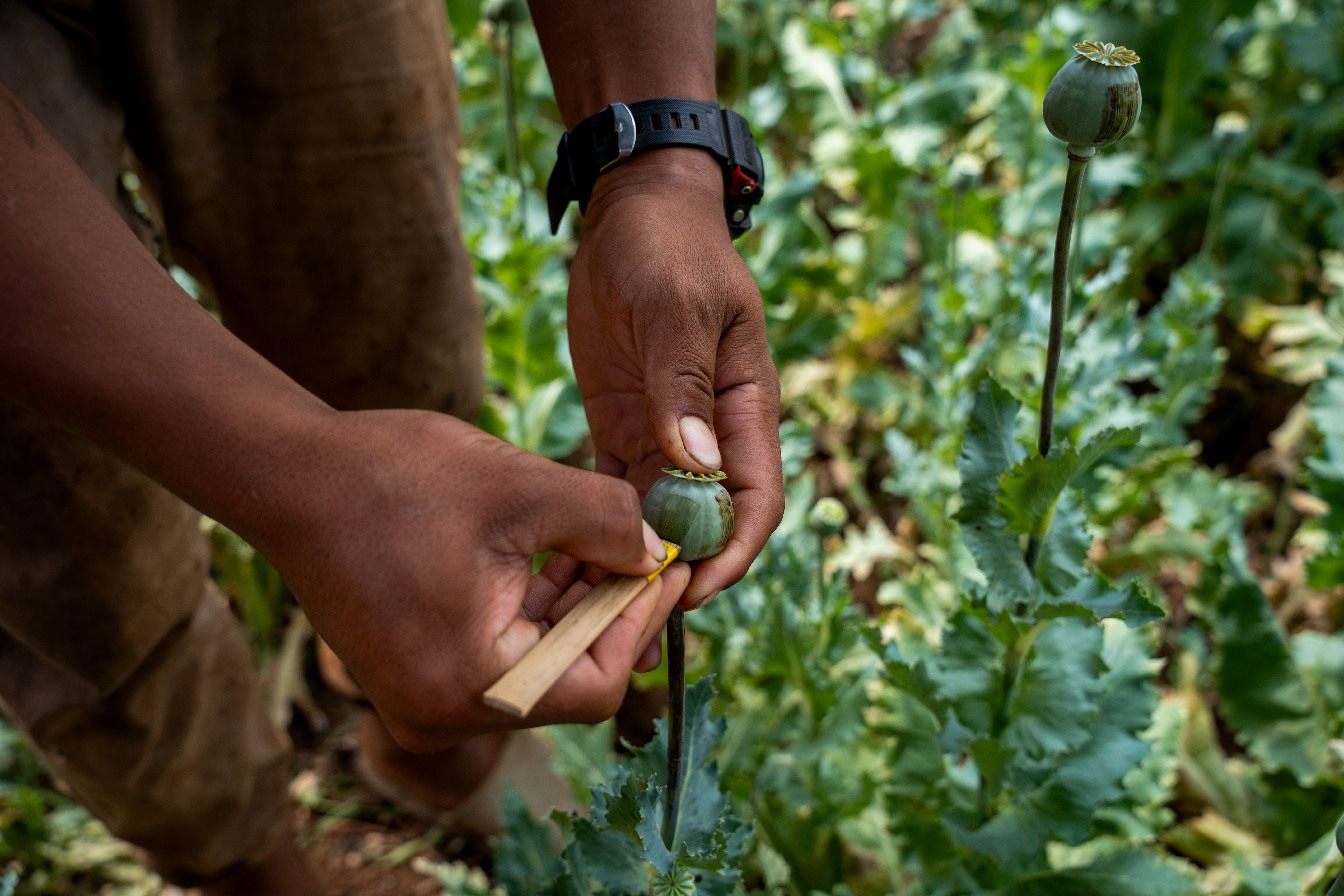 002 – A farmer scores a poppy pod to collect its sap.