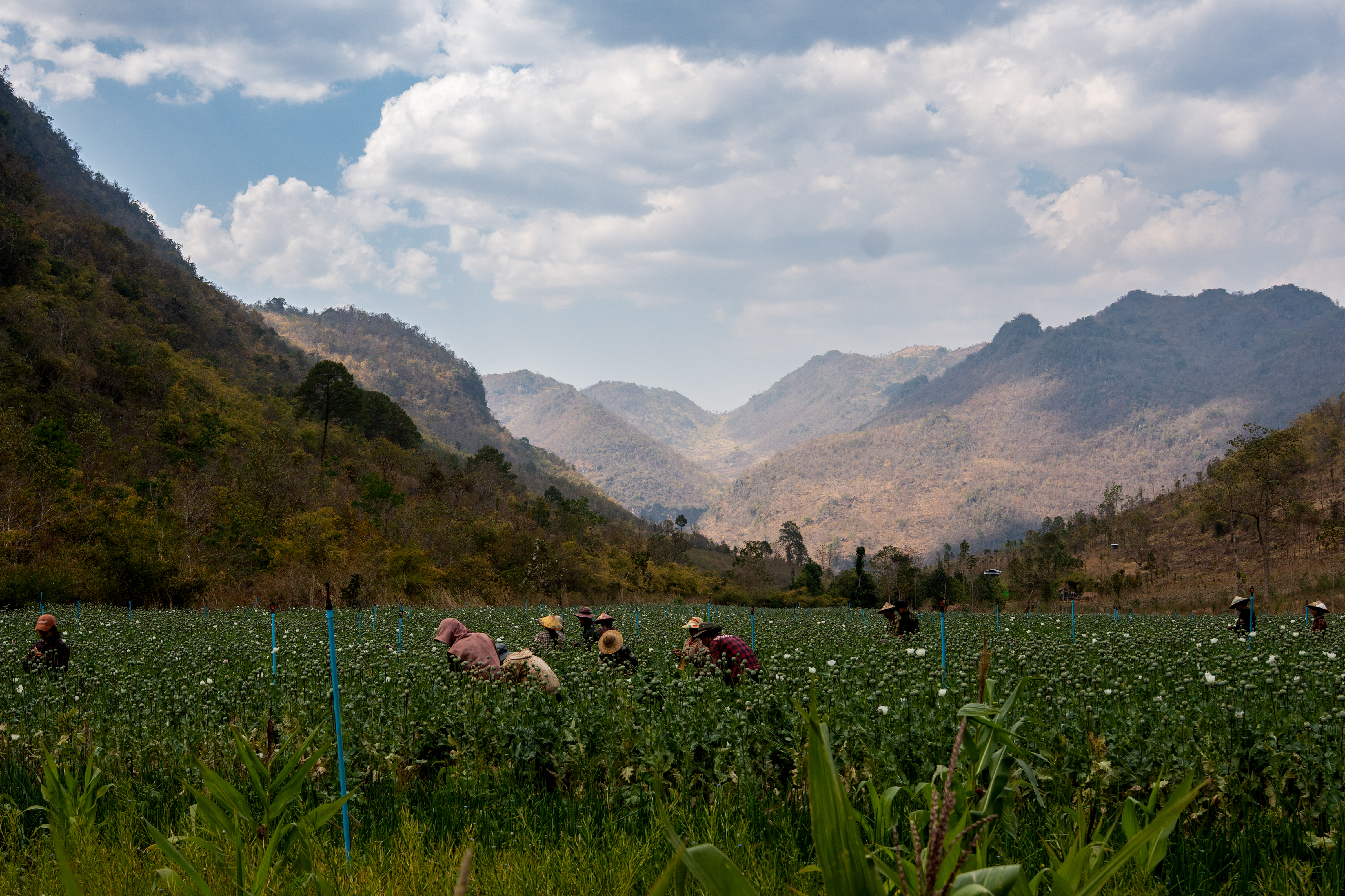 – A poppy field stretches across the hills of Pekon District, where cultivation continues despite the armed conflict that began in 2021.
