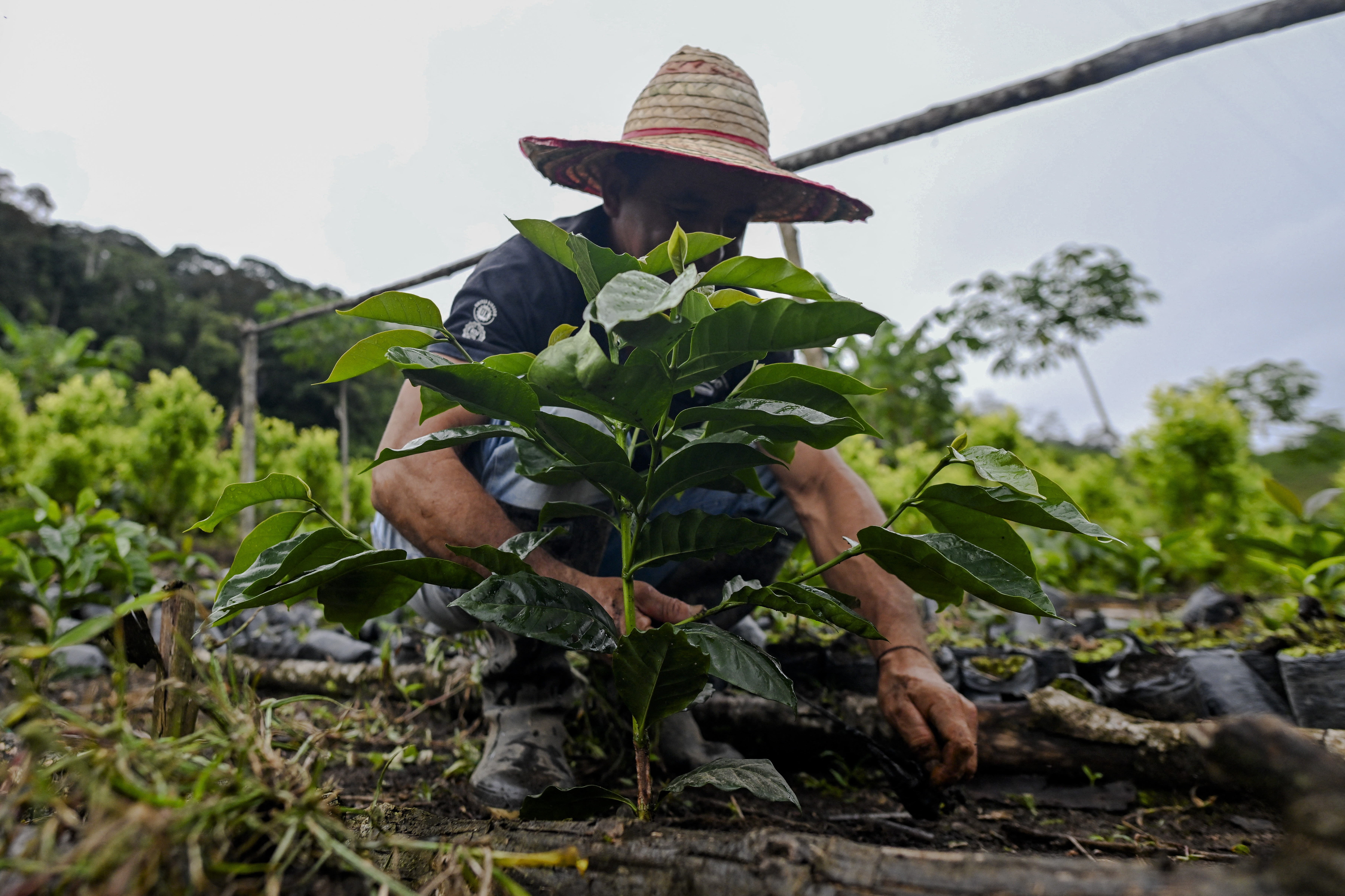 Aiming a blow at narcos, Colombia pays farmers to uproot coca