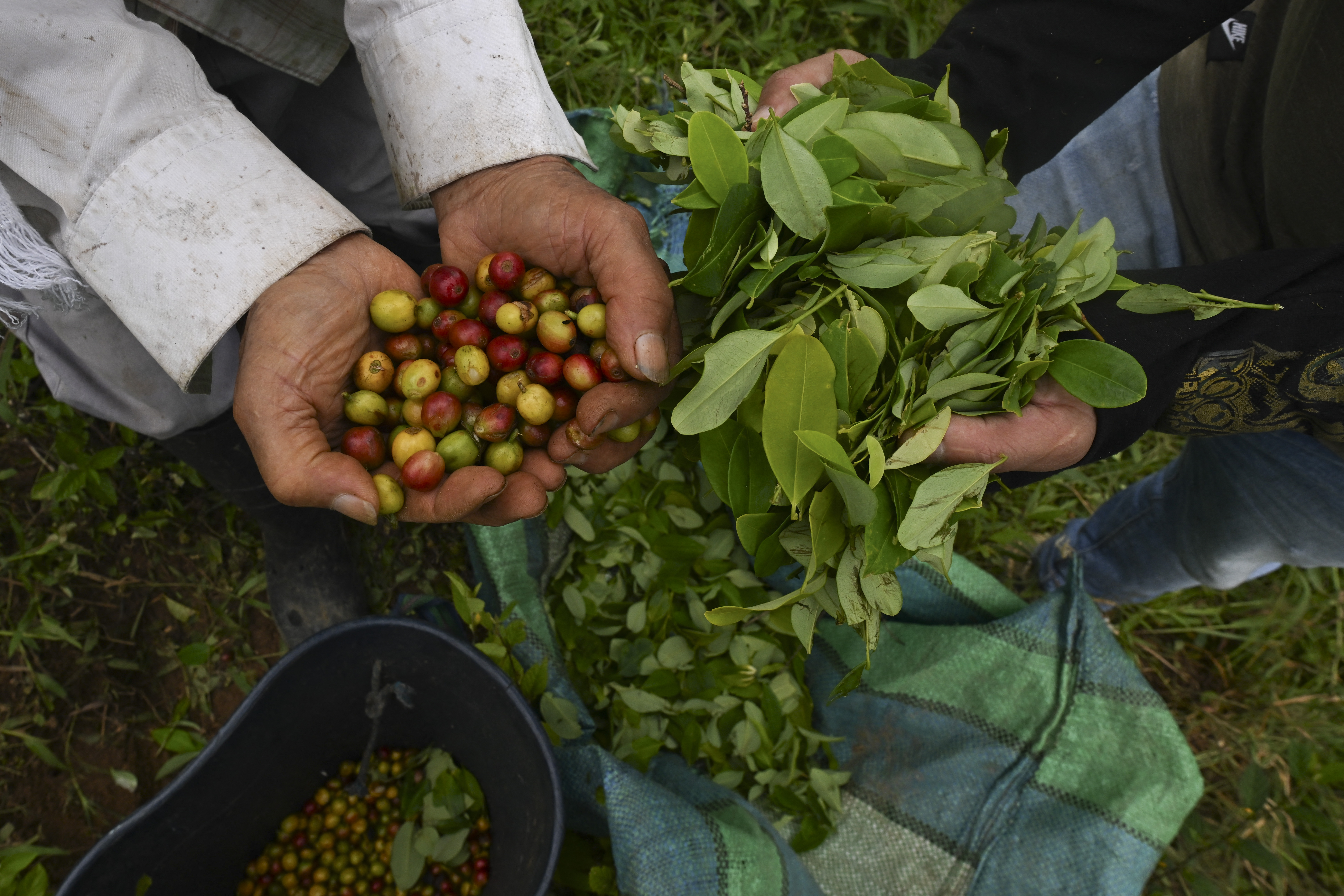 Aiming a blow at narcos, Colombia pays farmers to uproot coca