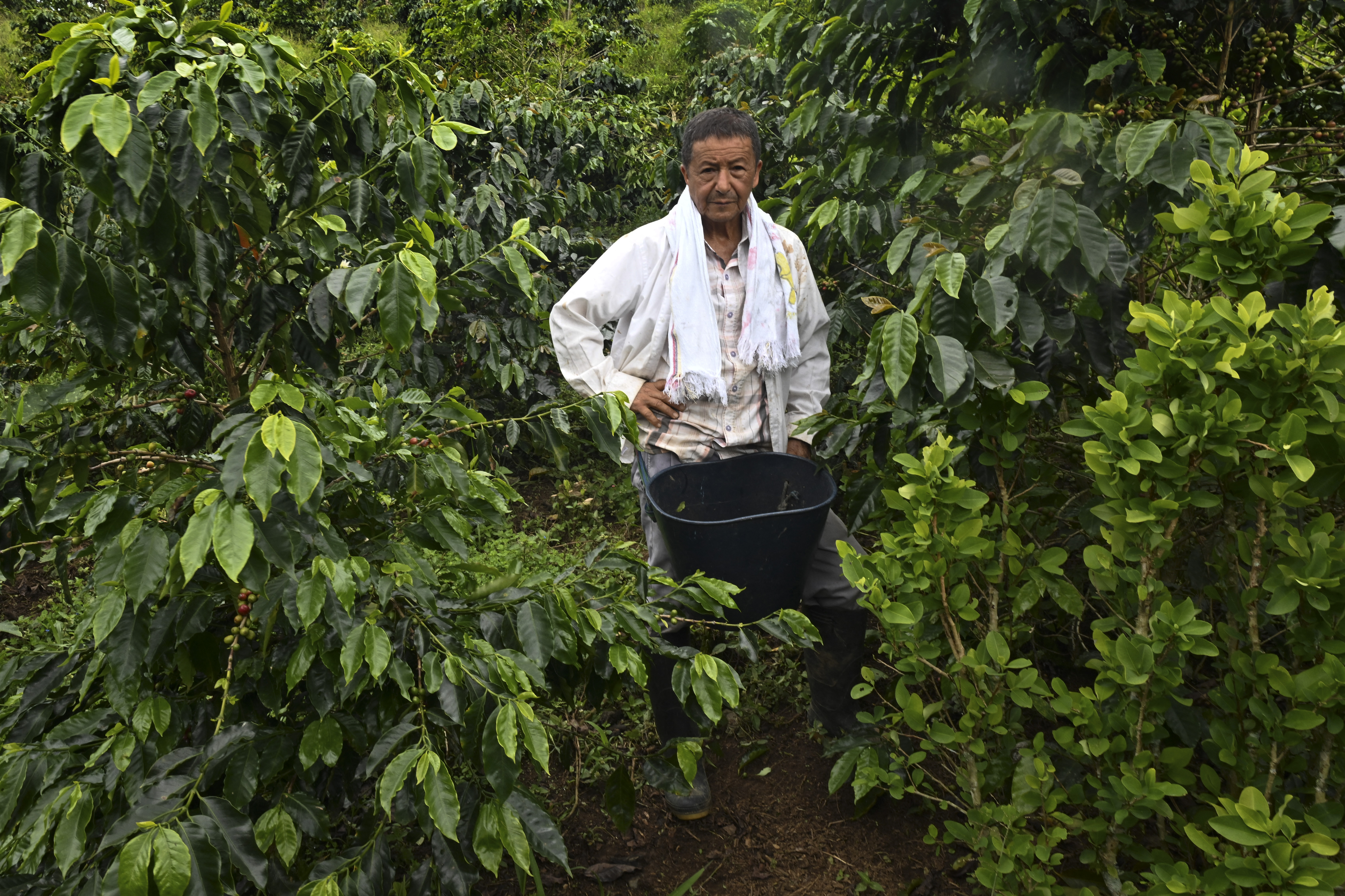 Aiming a blow at narcos, Colombia pays farmers to uproot coca