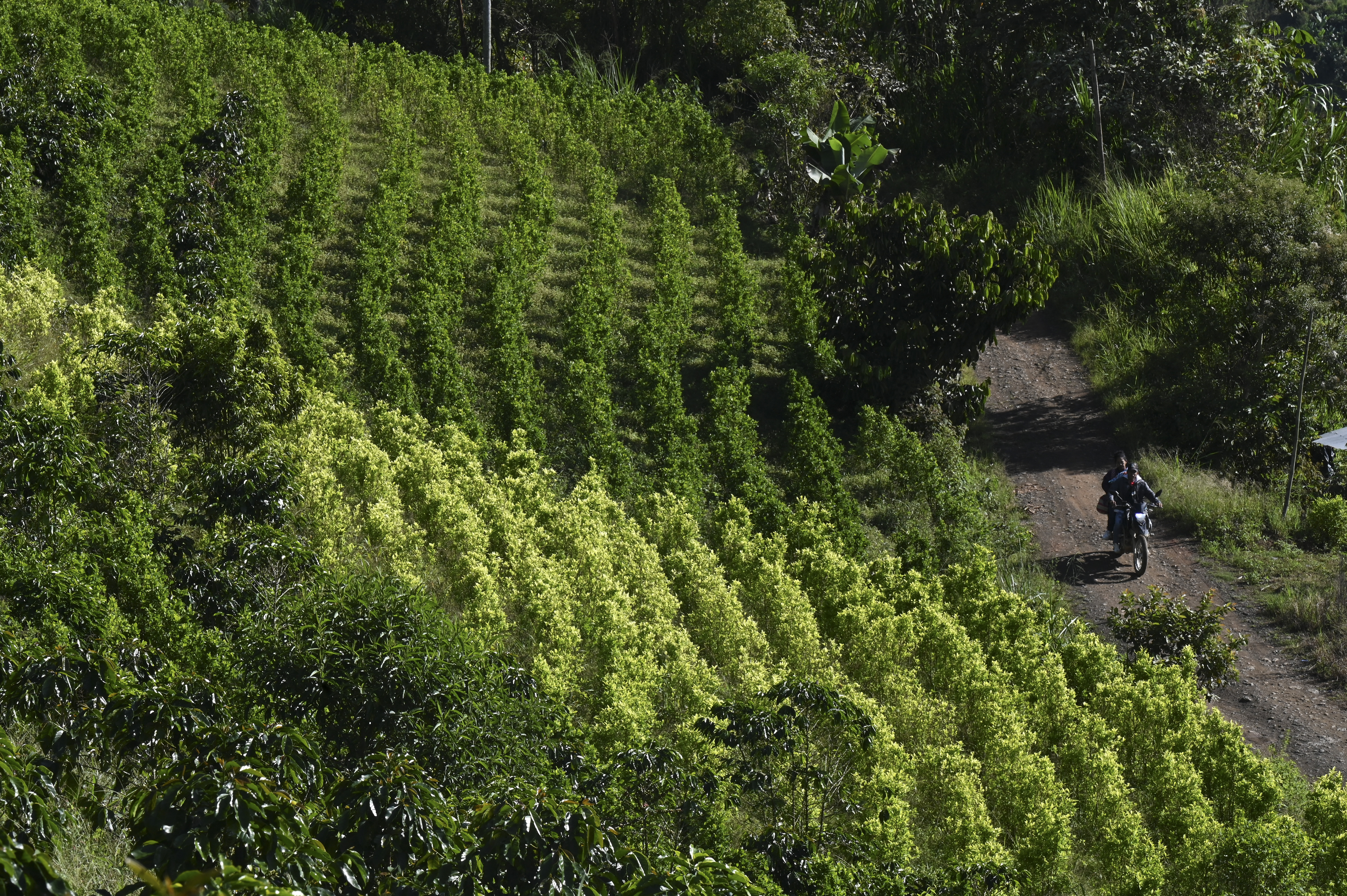 Aiming a blow at narcos, Colombia pays farmers to uproot coca