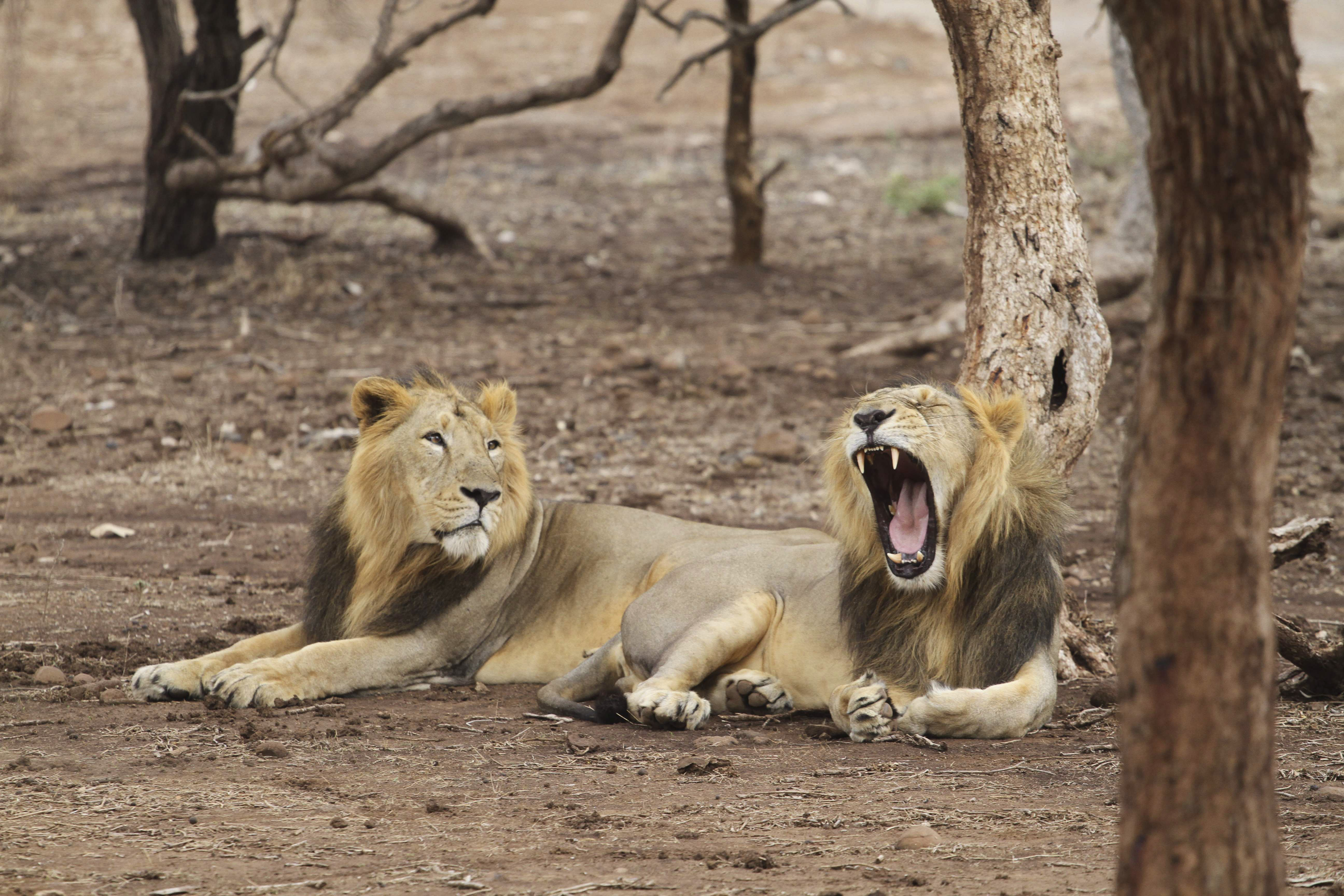 In this Sunday, June 9, 2013 photo, endangered Asiatic lions rest at the Gir Lion Sanctuary at Sasan in Junagadh district of Gujarat state, India. The Asiatic lion has been almost wiped out in India, but intense conservation efforts by Gujarat over the last 50 years have brought them back from the brink of extinction. There are now 400 Asiatic lions in Gujarat's Gir forests. (AP Photo/Ajit Solanki)
