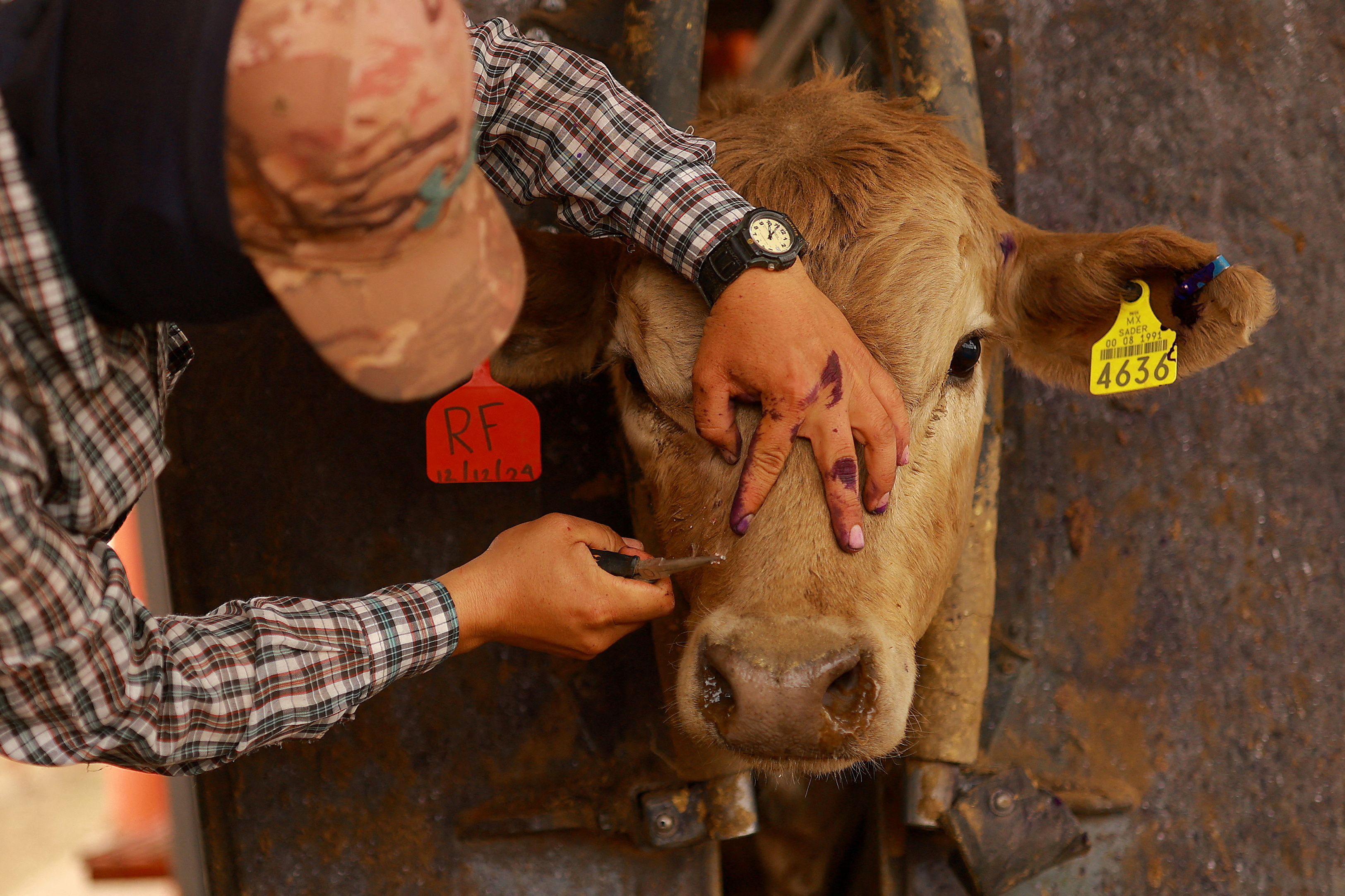 A farmer treats the wounds of a cow