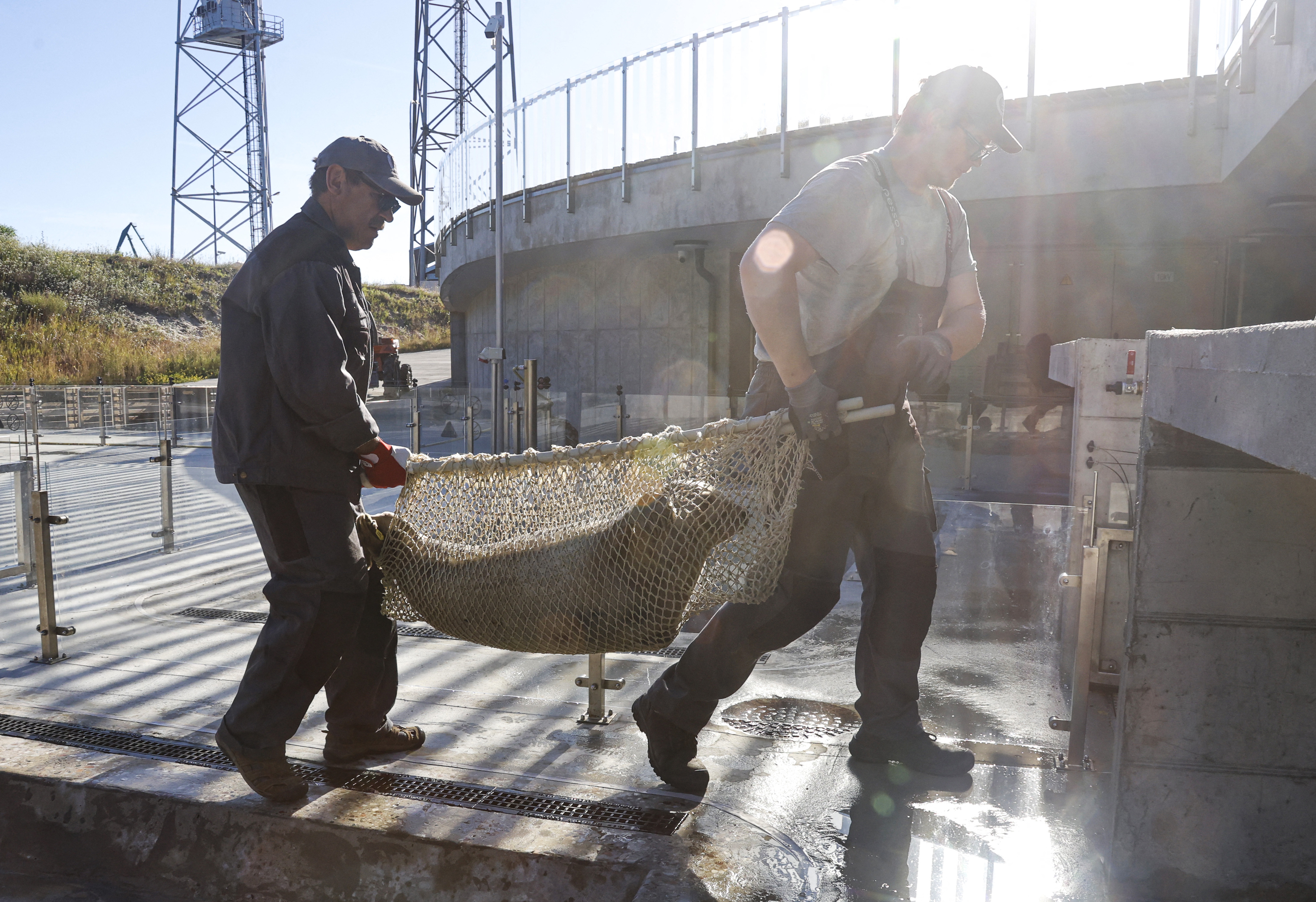 Employees carry a grey seal pup for transportation by boat to the release site of the Baltic Sea Animal Rehabilitation Center in Klaipeda, Lithuania on July 2, 2025.