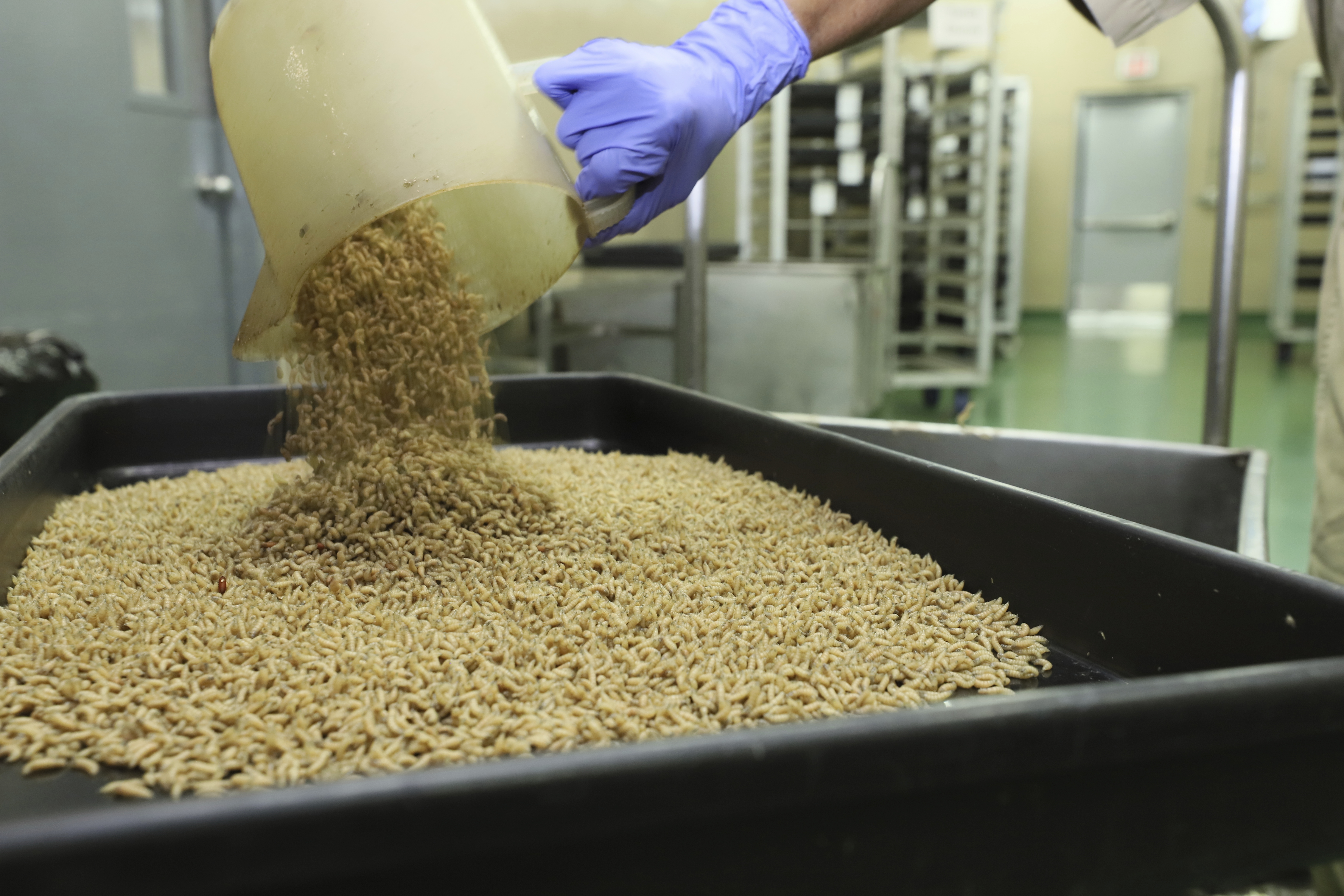 Thousands of fly larvae are poured into a black contained in a laboratory
