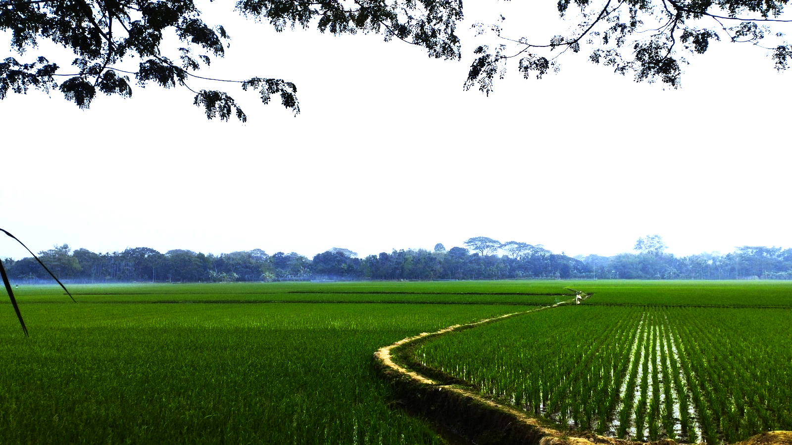 A still from Joypurhat which is turning out to be a hub of kidney trafficking in Bangladesh