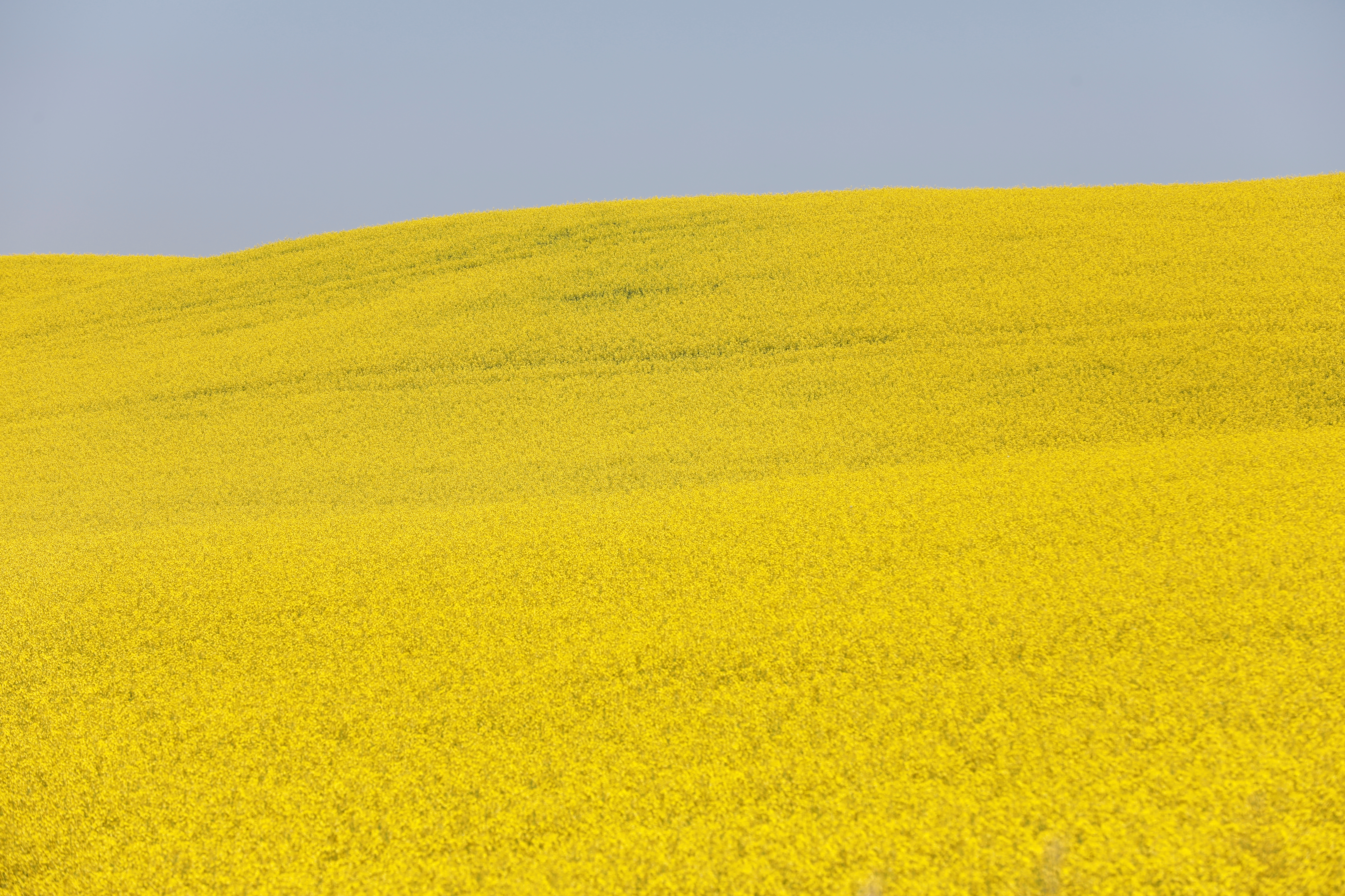 Western Canadian canola fields are seen in full bloom before they will be harvested in rural Alberta, Canada