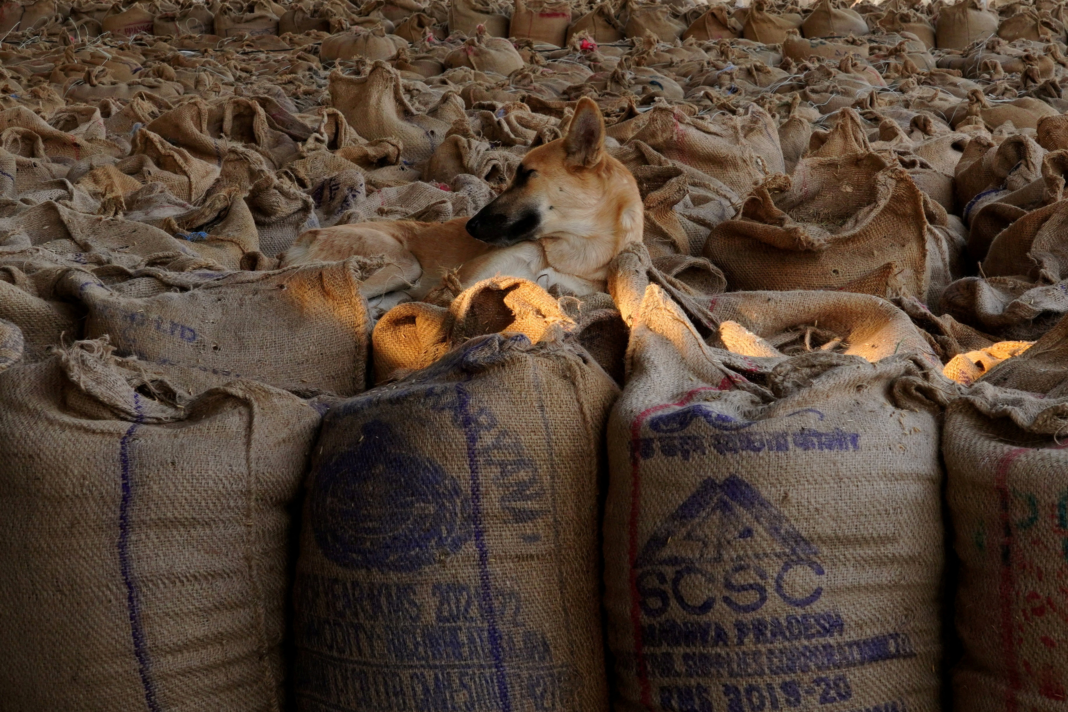 A stray dog rests on sacks of rice crops in a grain market in Karnal in the northern state of Haryana, India, October 15, 2024. REUTERS/Bhawika Chhabra