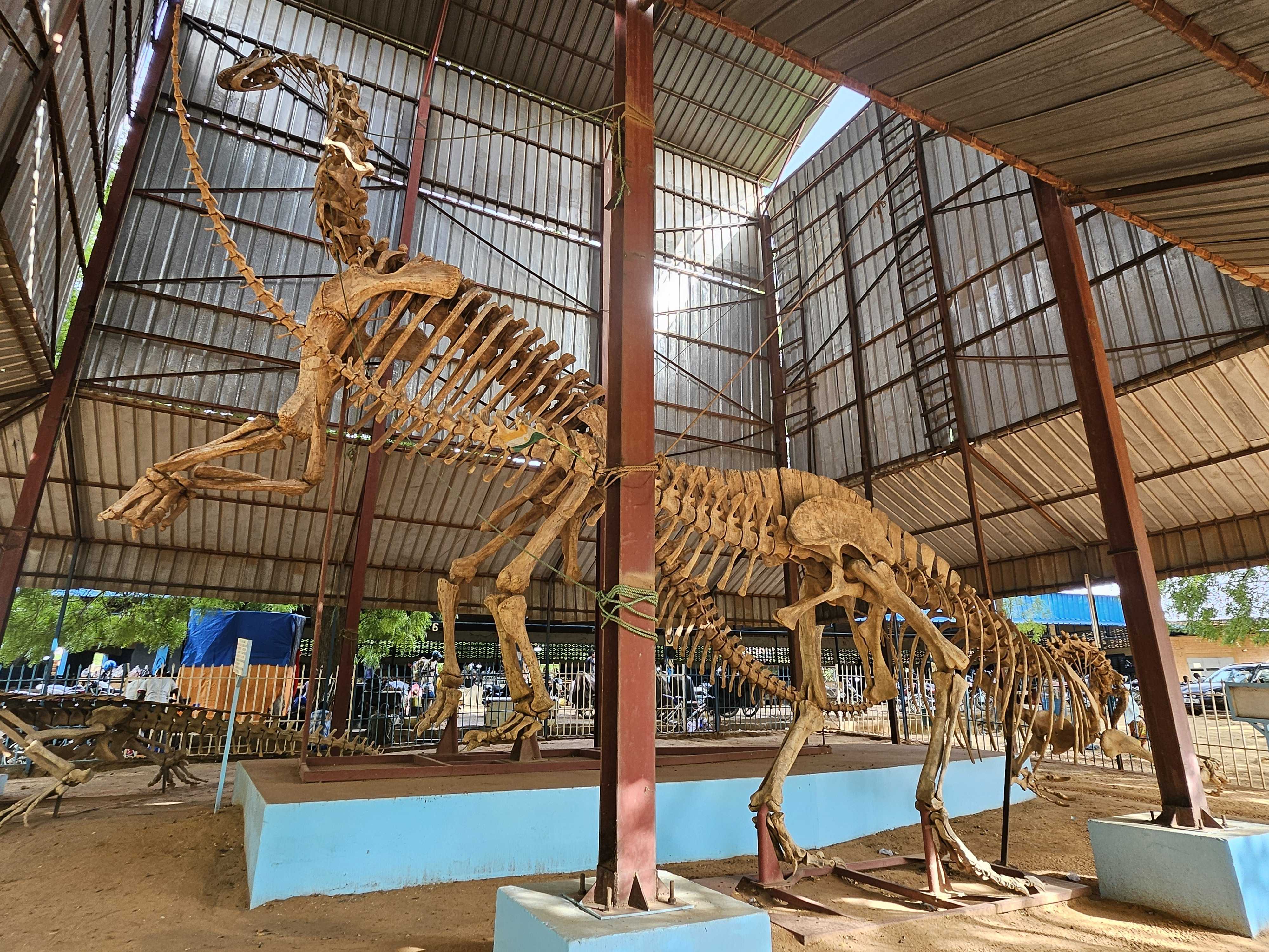 Extinct animal fossils, including dinosaurs, on display at Bobou Hama National Museum, Niamey