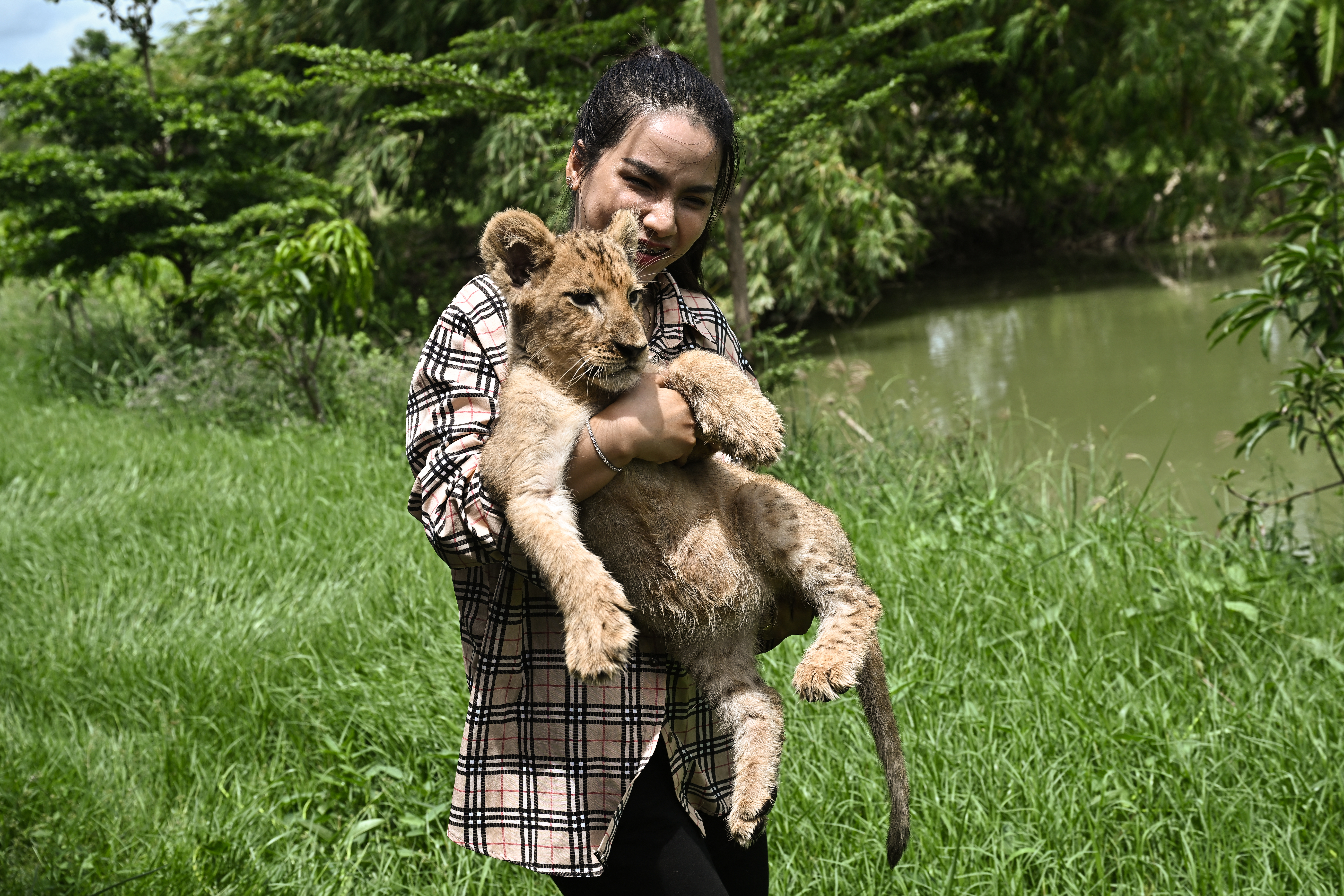 'Absolute madness': Thailand's pet lion problem