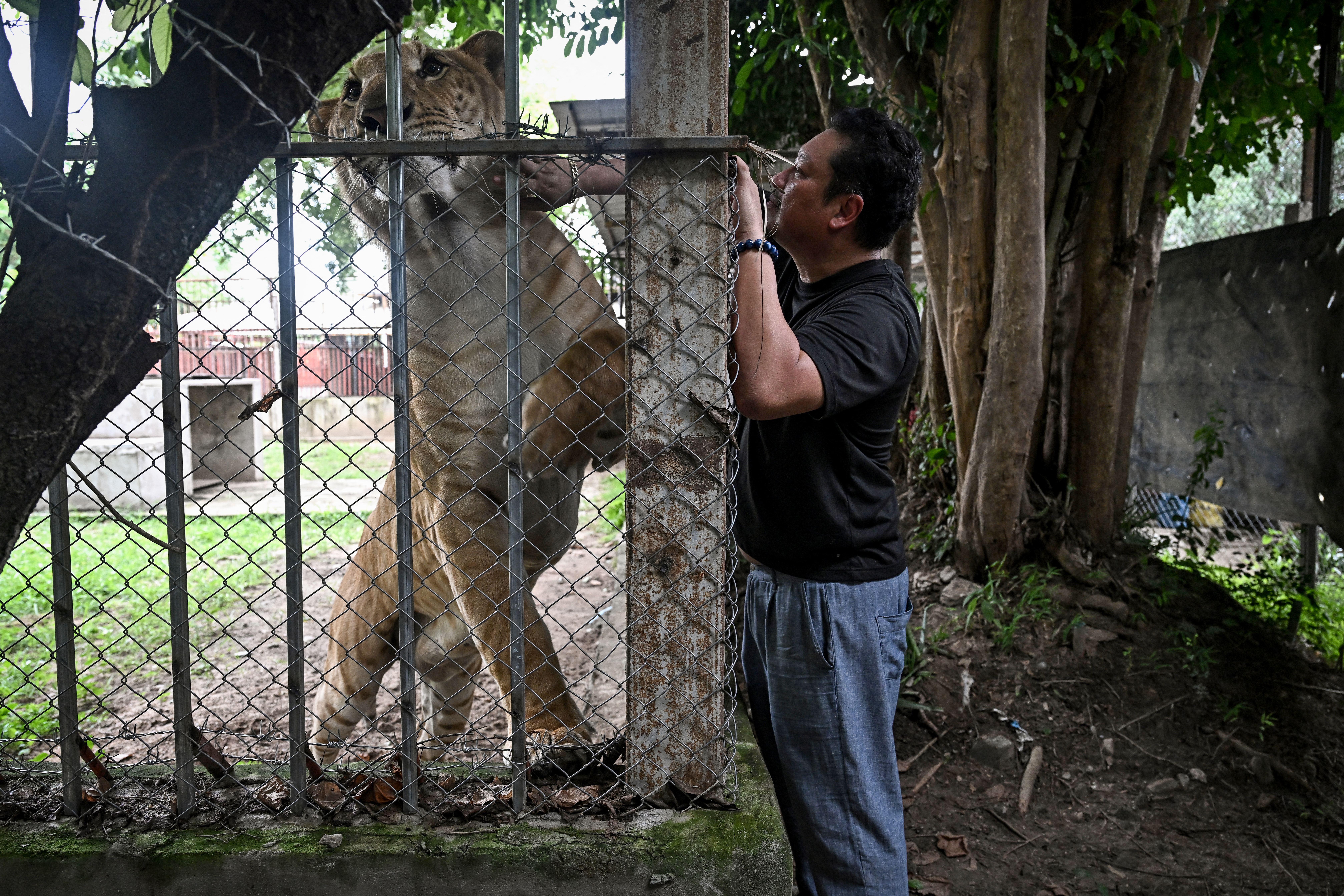 'Absolute madness': Thailand's pet lion problem