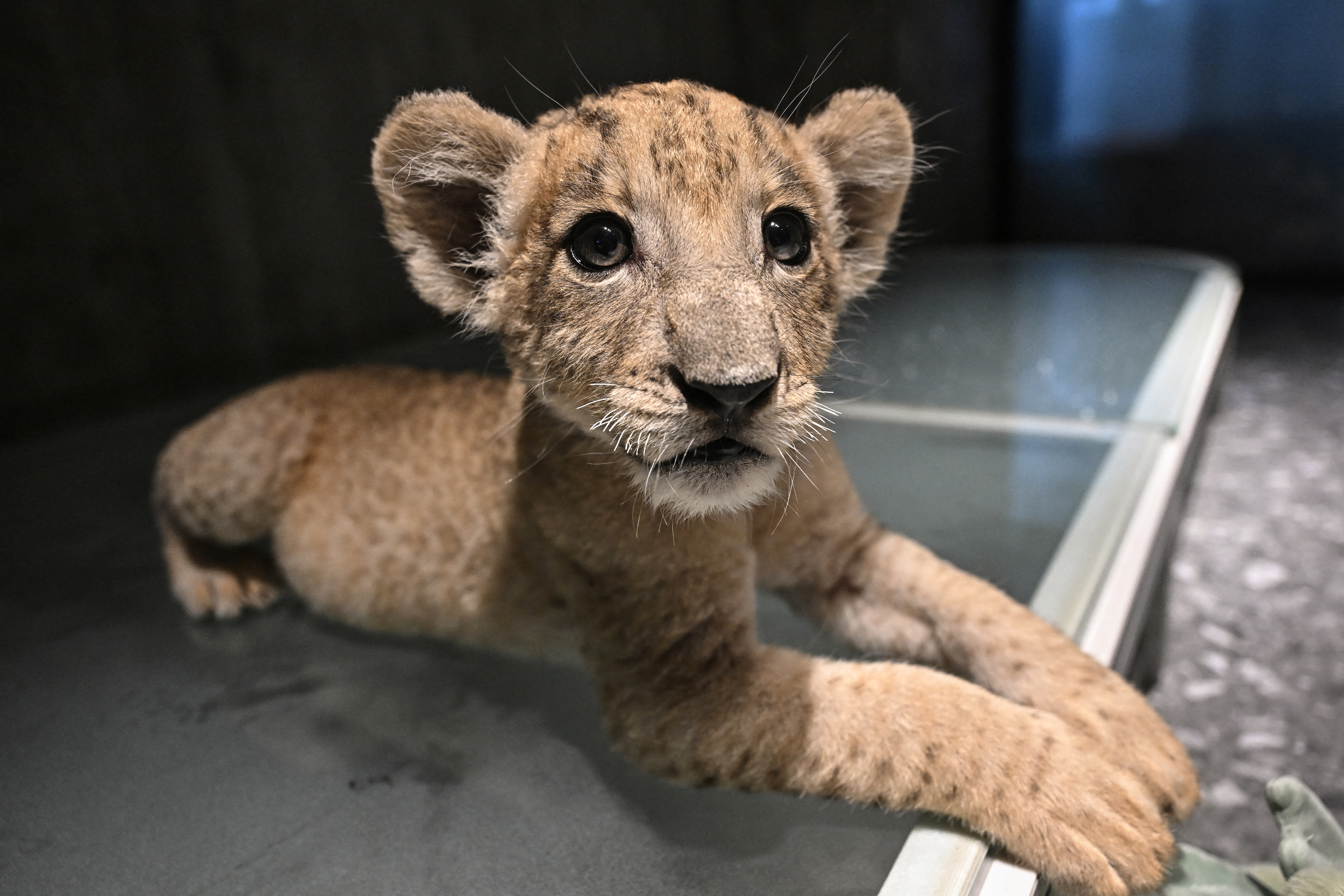 A one-month-old lion cub.