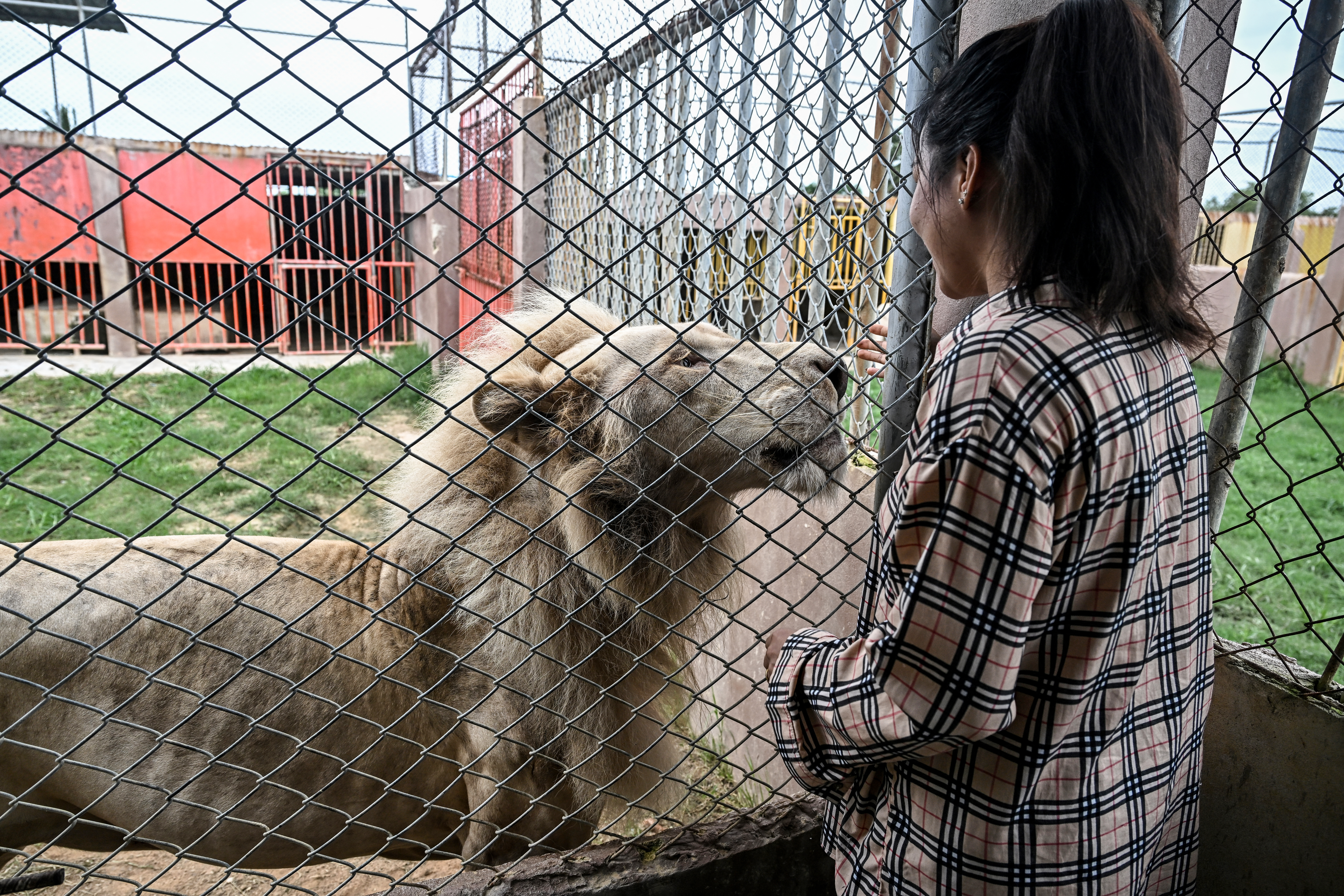 'Absolute madness': Thailand's pet lion problem
