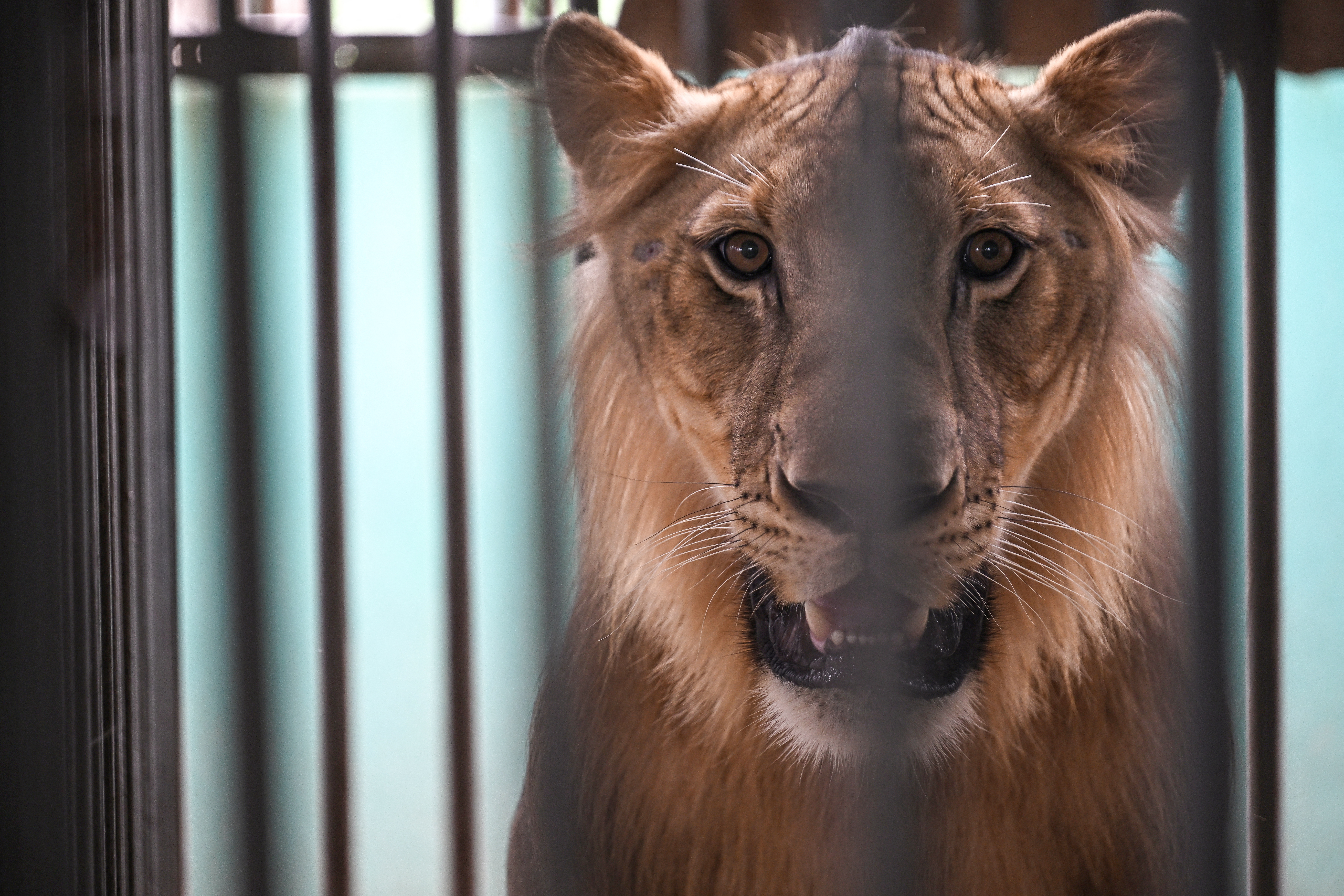 'Absolute madness': Thailand's pet lion problem