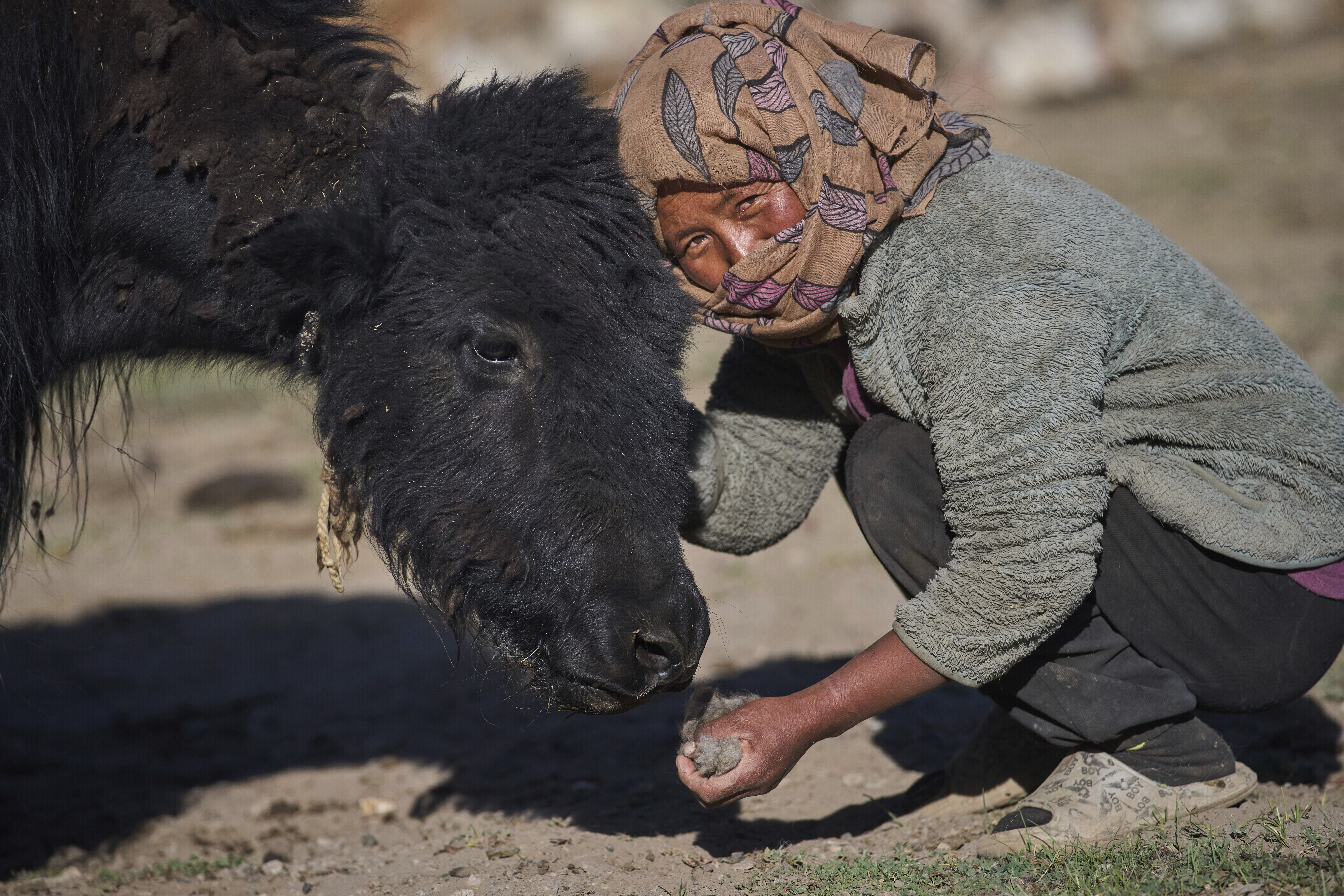 Climate change threatens yaks and the herding way of life