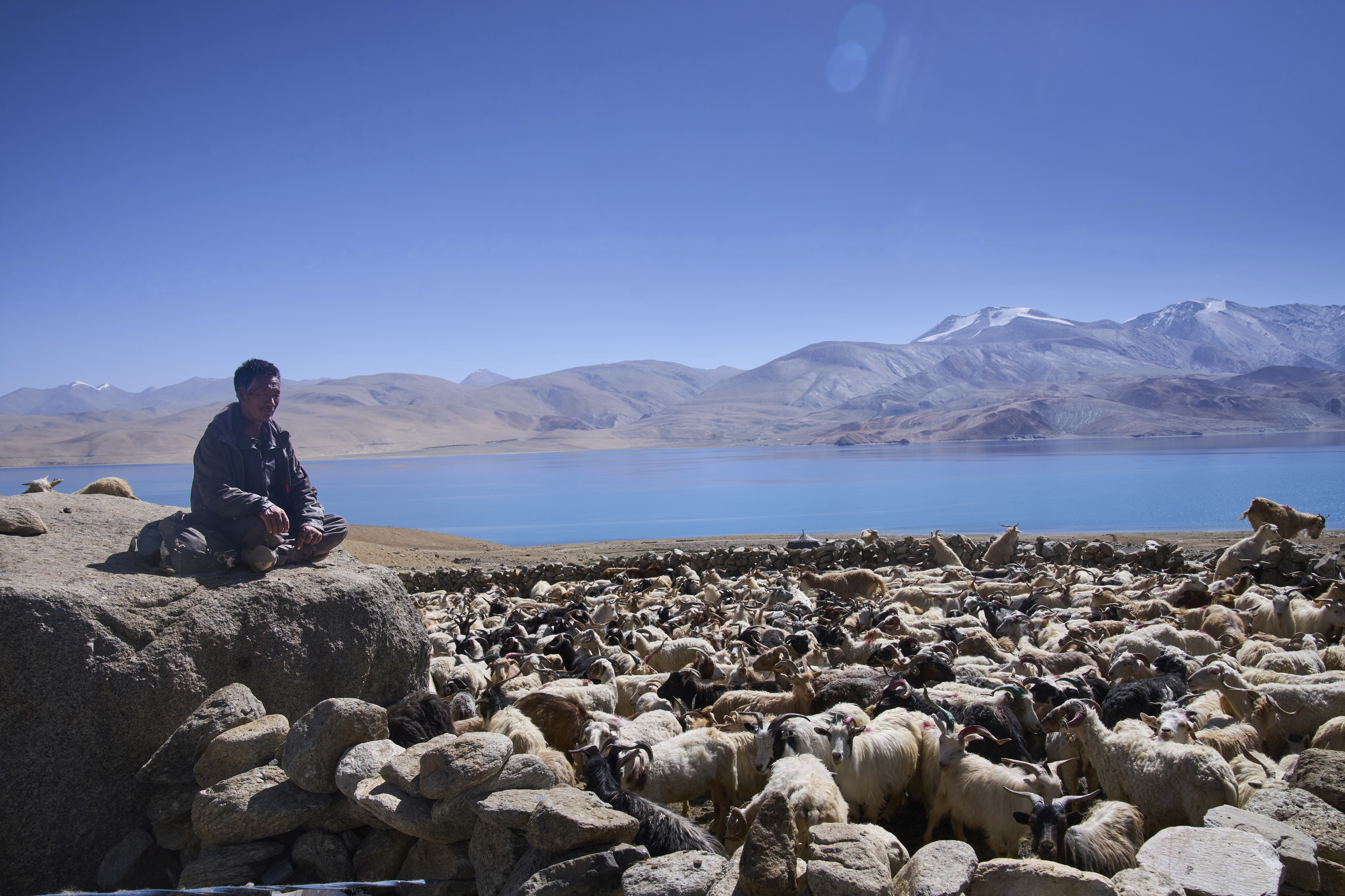 Climate change threatens yaks and the herding way of life