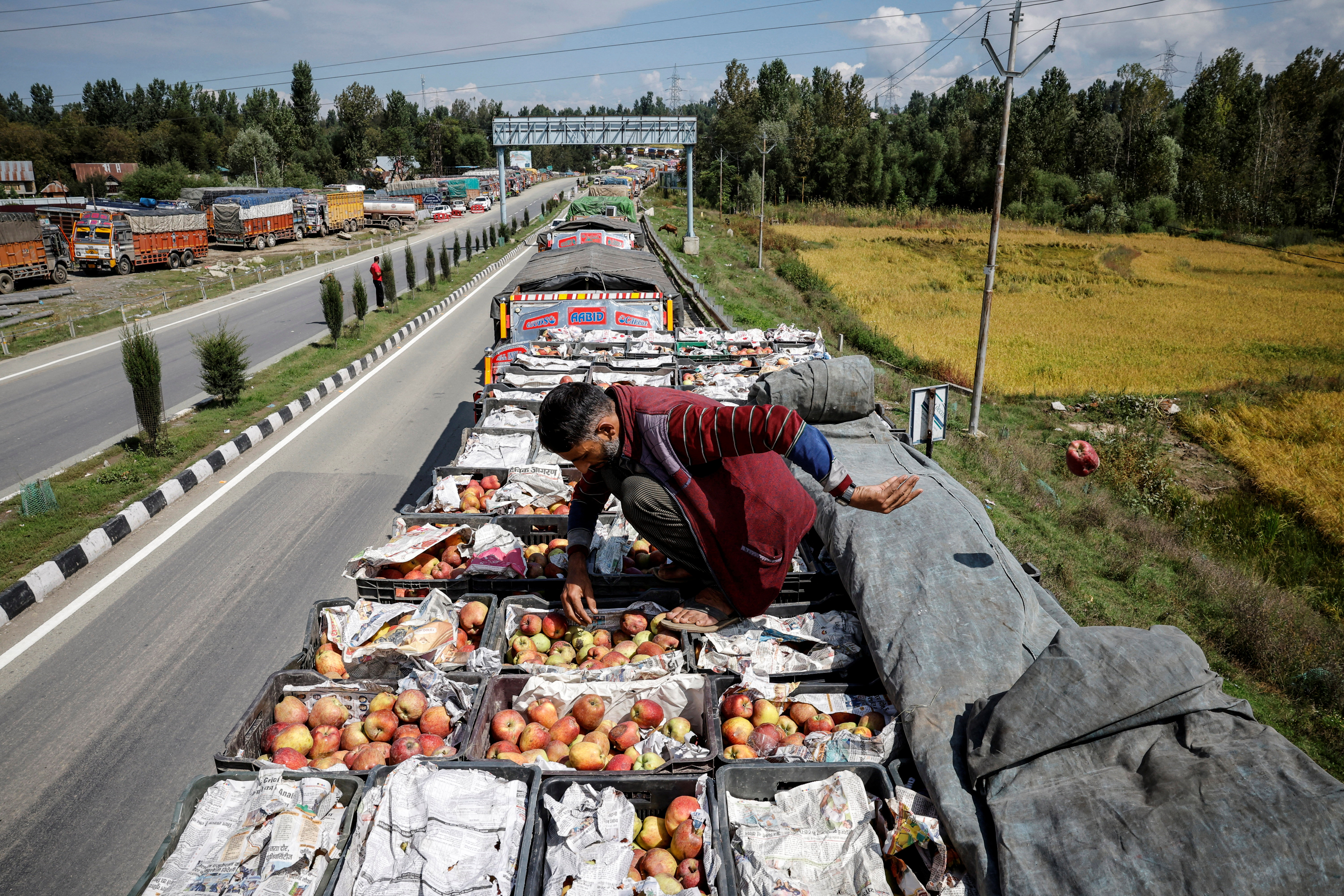Sajad Ahmad, a truck driver sorts and discards rotten apples from boxes on his vehicle stranded along the Jammu-Srinagar National Highway