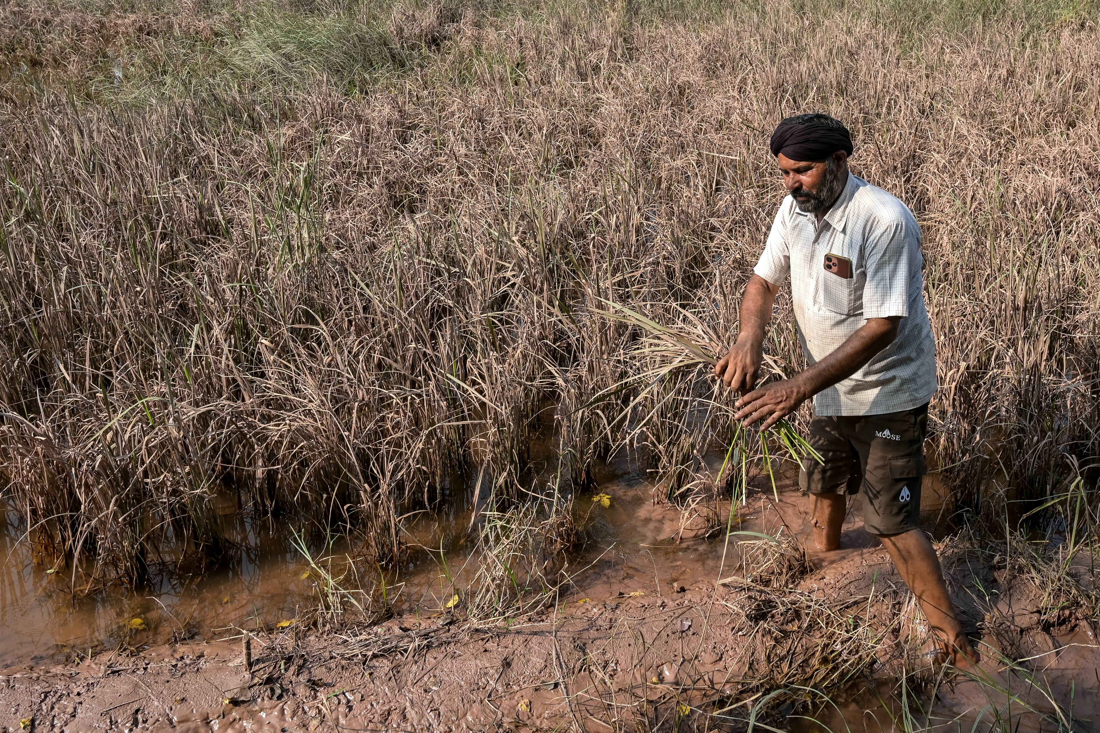 Floods devastate India's breadbasket of Punjab