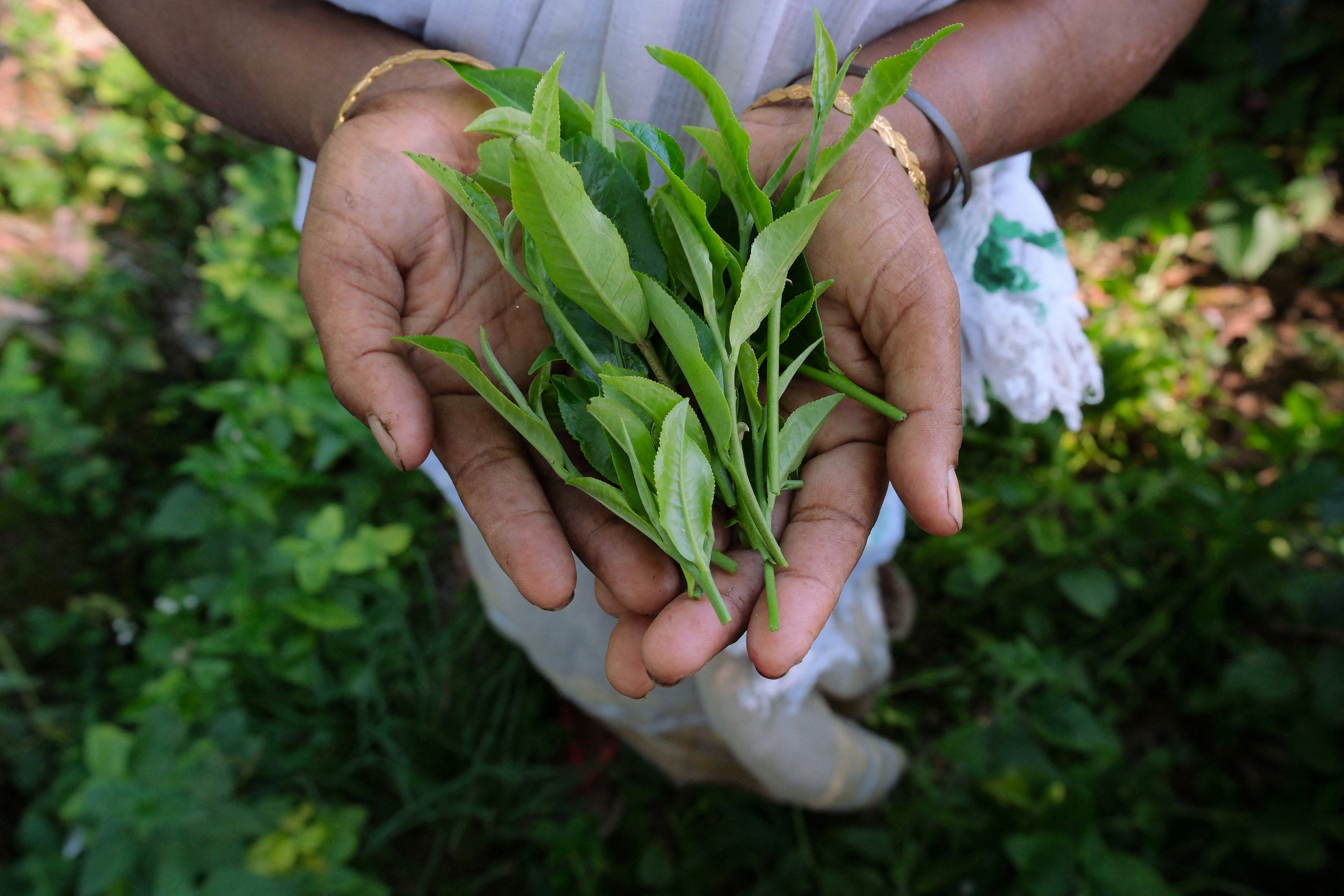 Drier weather threatens India's tea exports, global supply