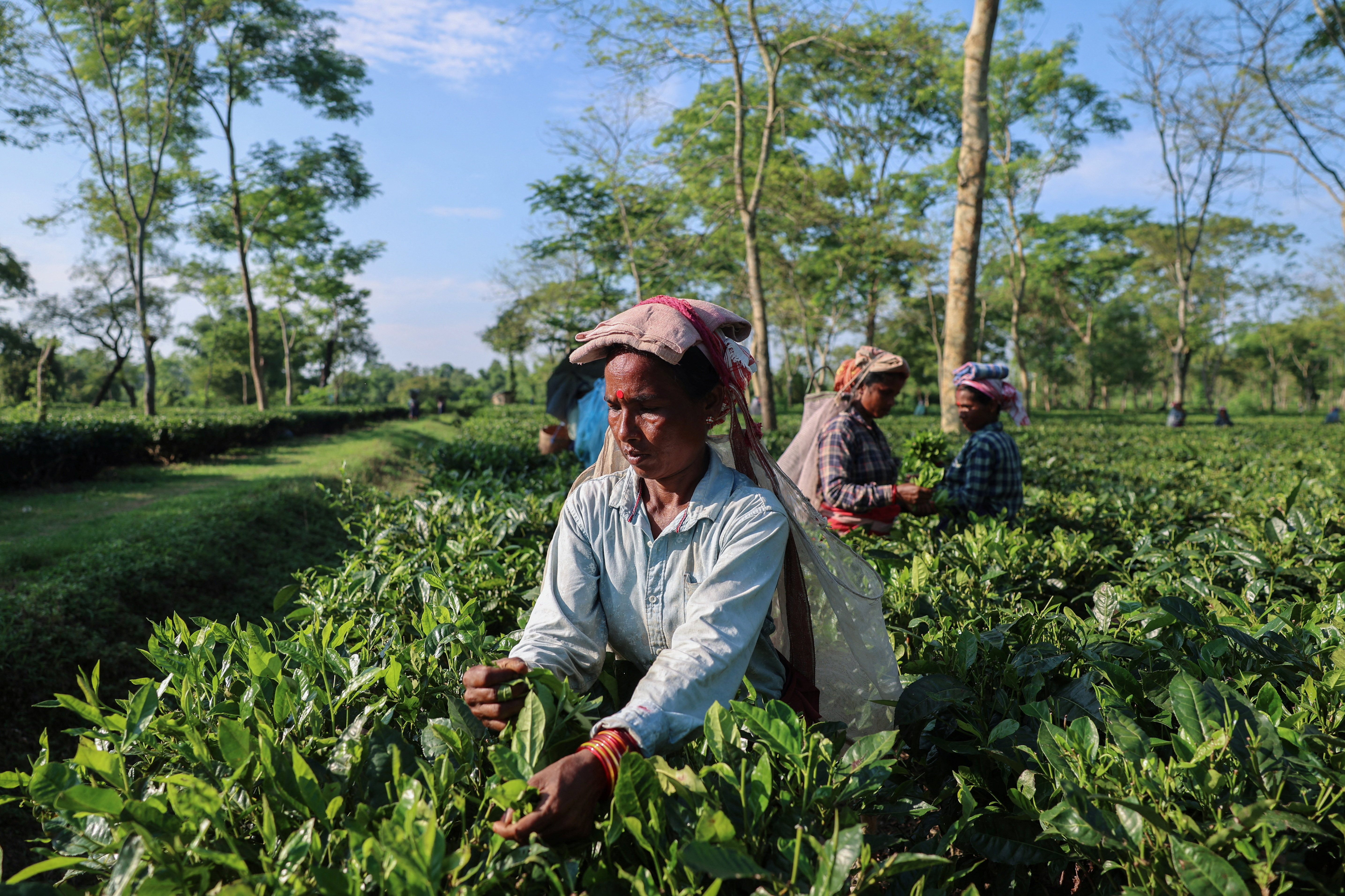 Drier weather threatens India's tea exports, global supply
