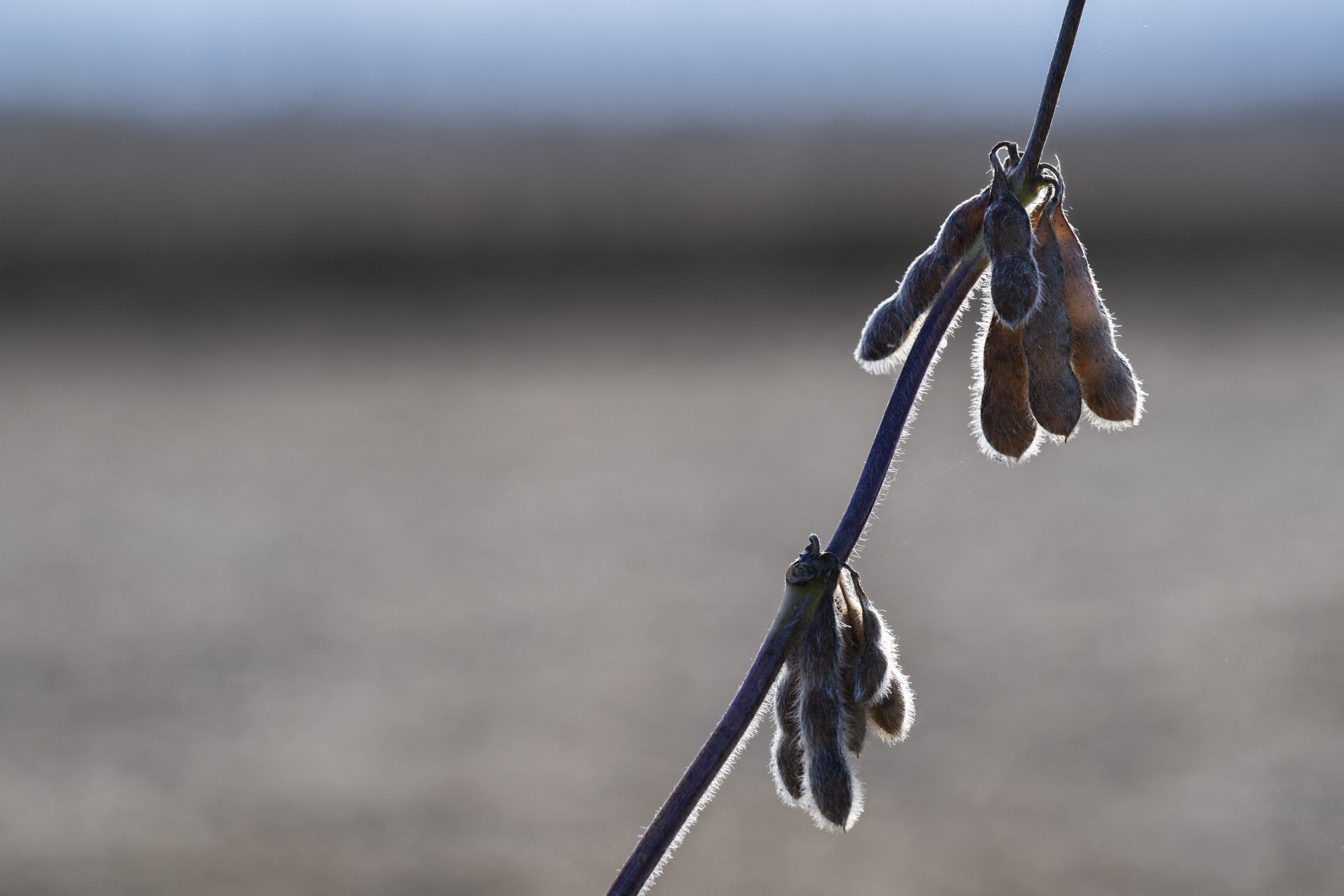 US soybean farmers battered by trade row with China