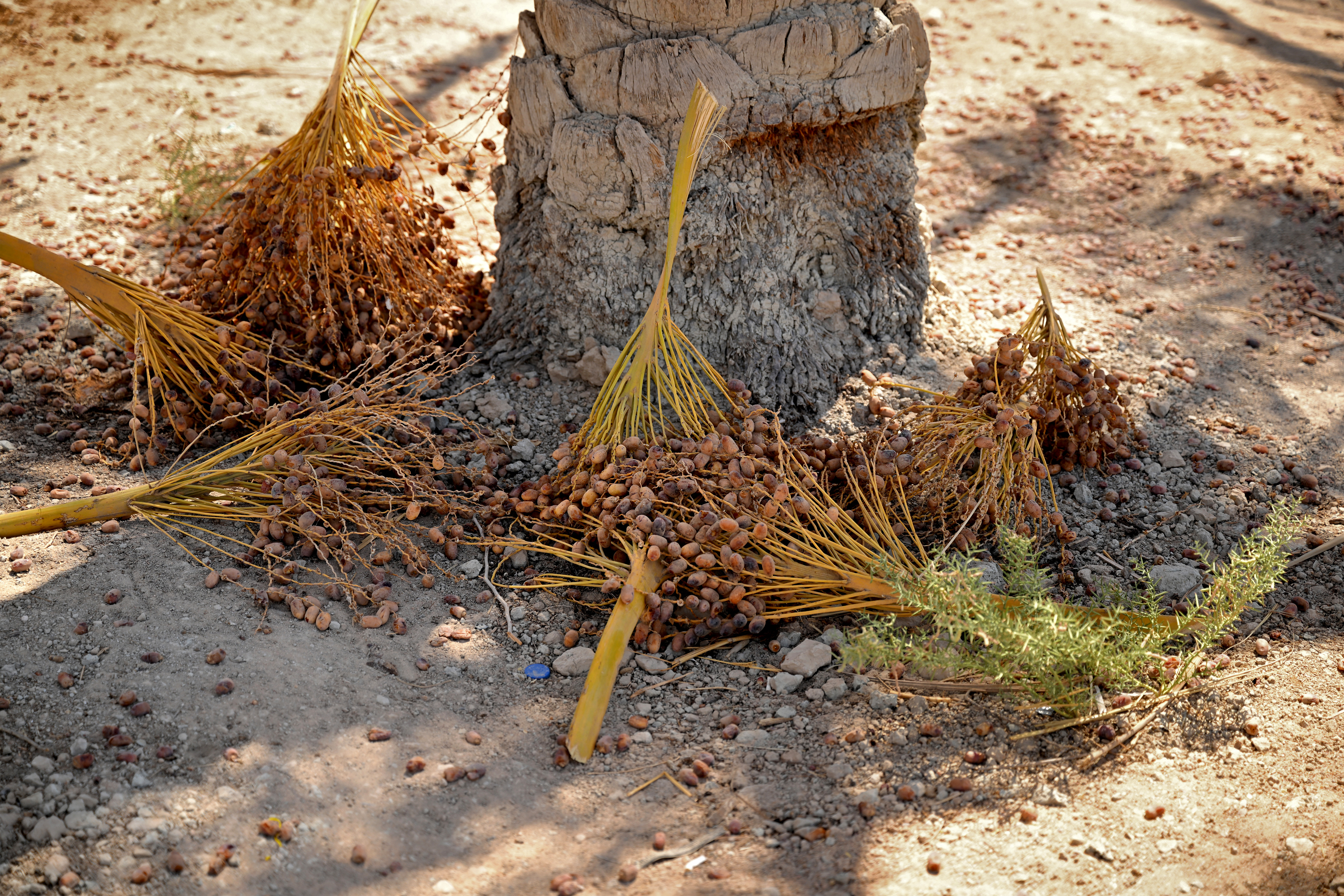 Water salinity hurting farmers, livestock in Iraq