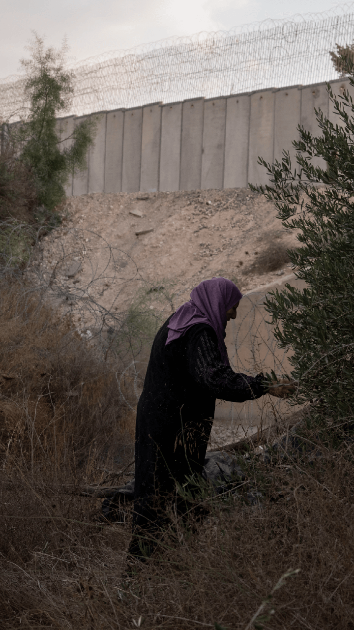 INTERACTIVE - Palestine olive vertical 5-1761756527