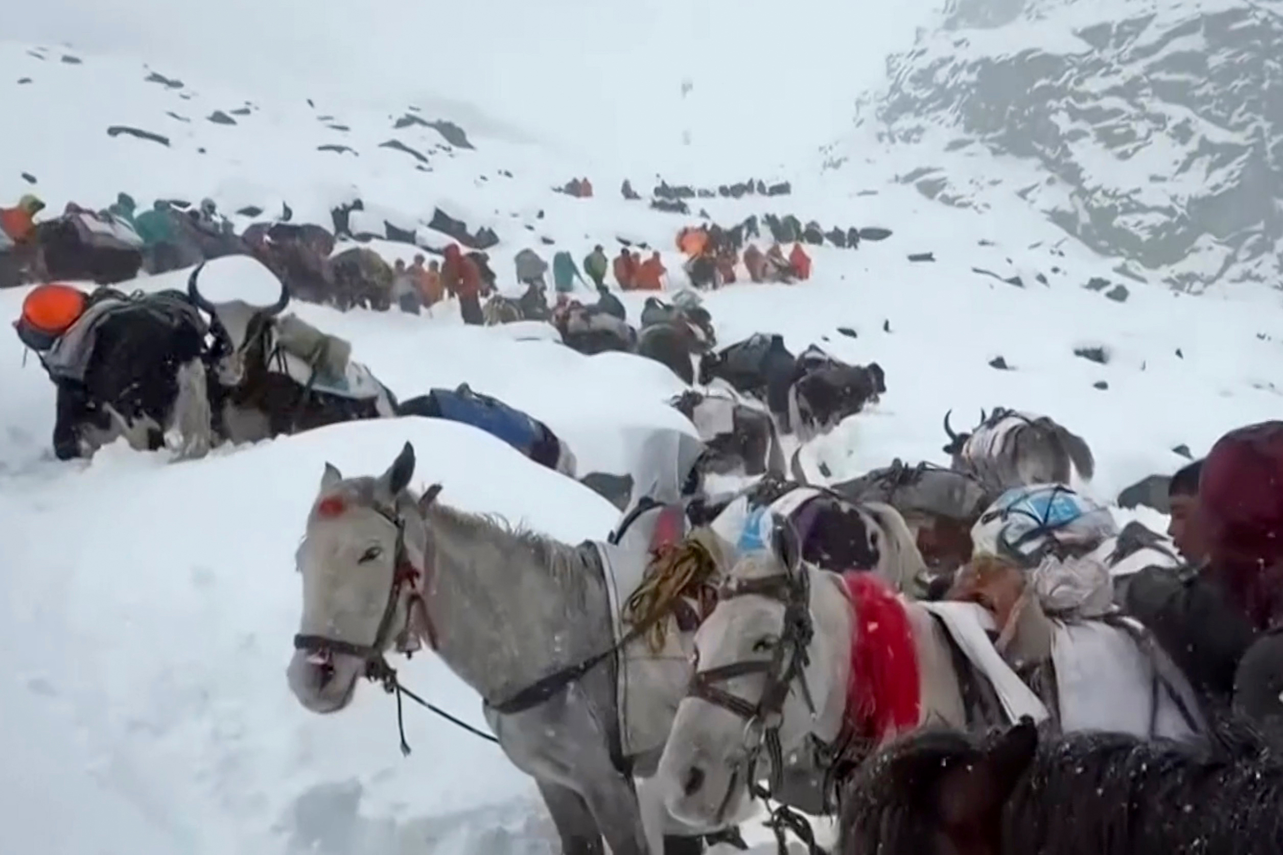 In this photo taken Oct. 4, 2025 and released by Lingsuiye, villagers with their oxen and horses ascend the mountain during rescue efforts to reach hundreds of hikers trapped by heavy snow at tourist campsites on a slope of Mount Everest in Tibet on Sunday, Oct. 5, 2025. (Lingsuiye via AP)