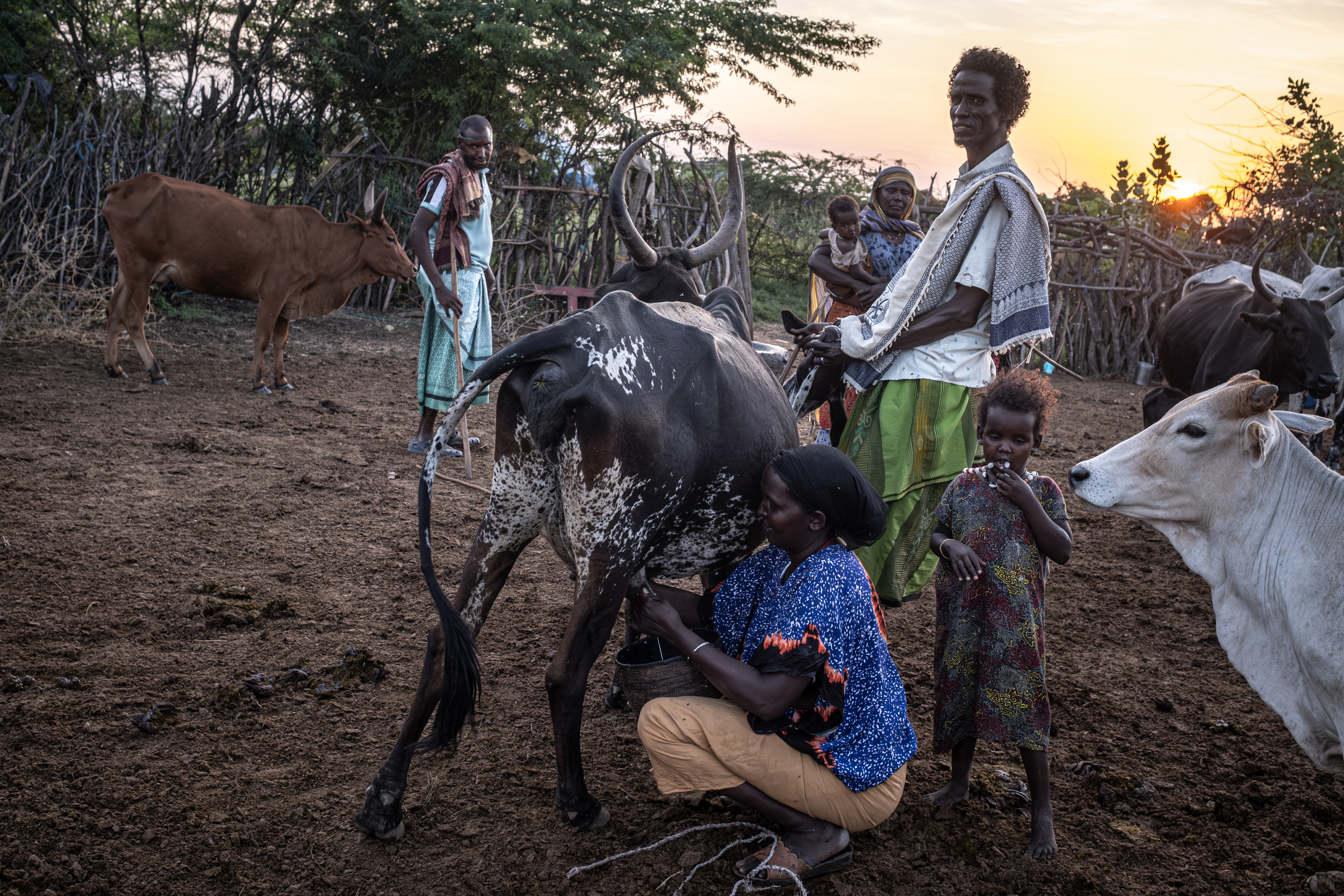 Non-native tree devastates Ethiopia’s ecosystems and threatens livelihoods