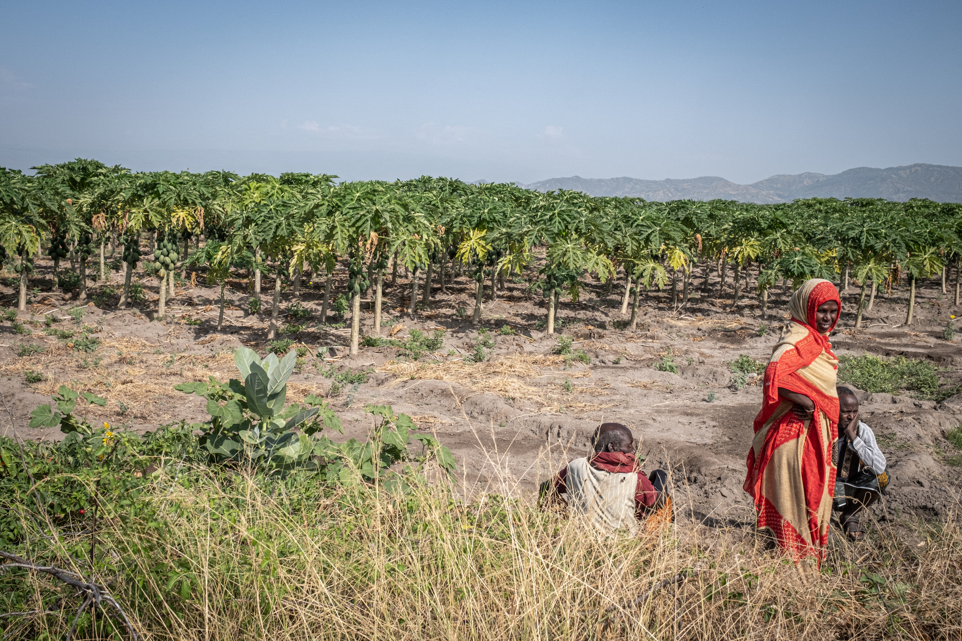 Non-native tree devastates Ethiopia’s ecosystems and threatens livelihoods