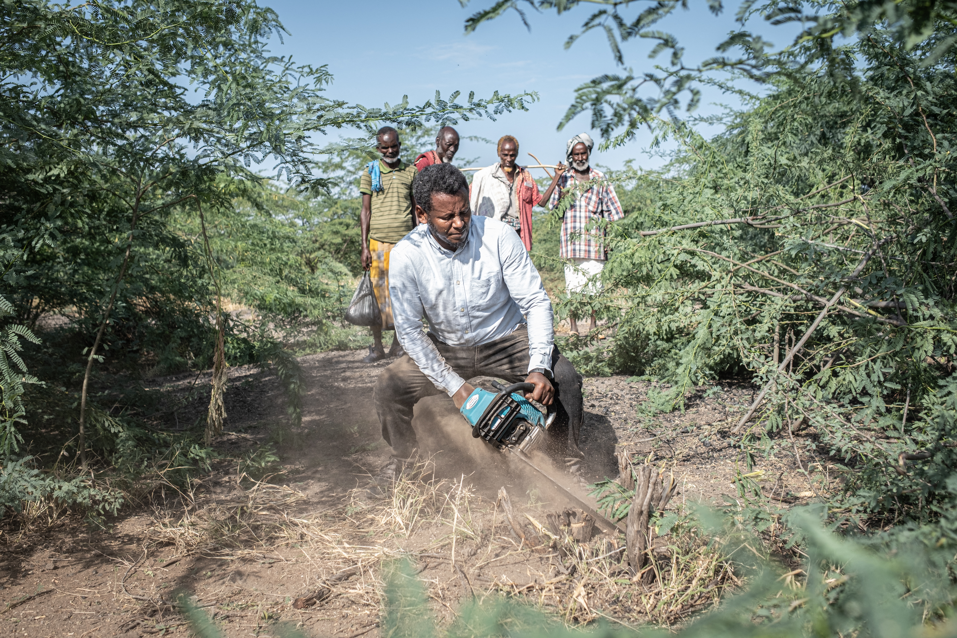 Non-native tree devastates Ethiopia’s ecosystems and threatens livelihoods