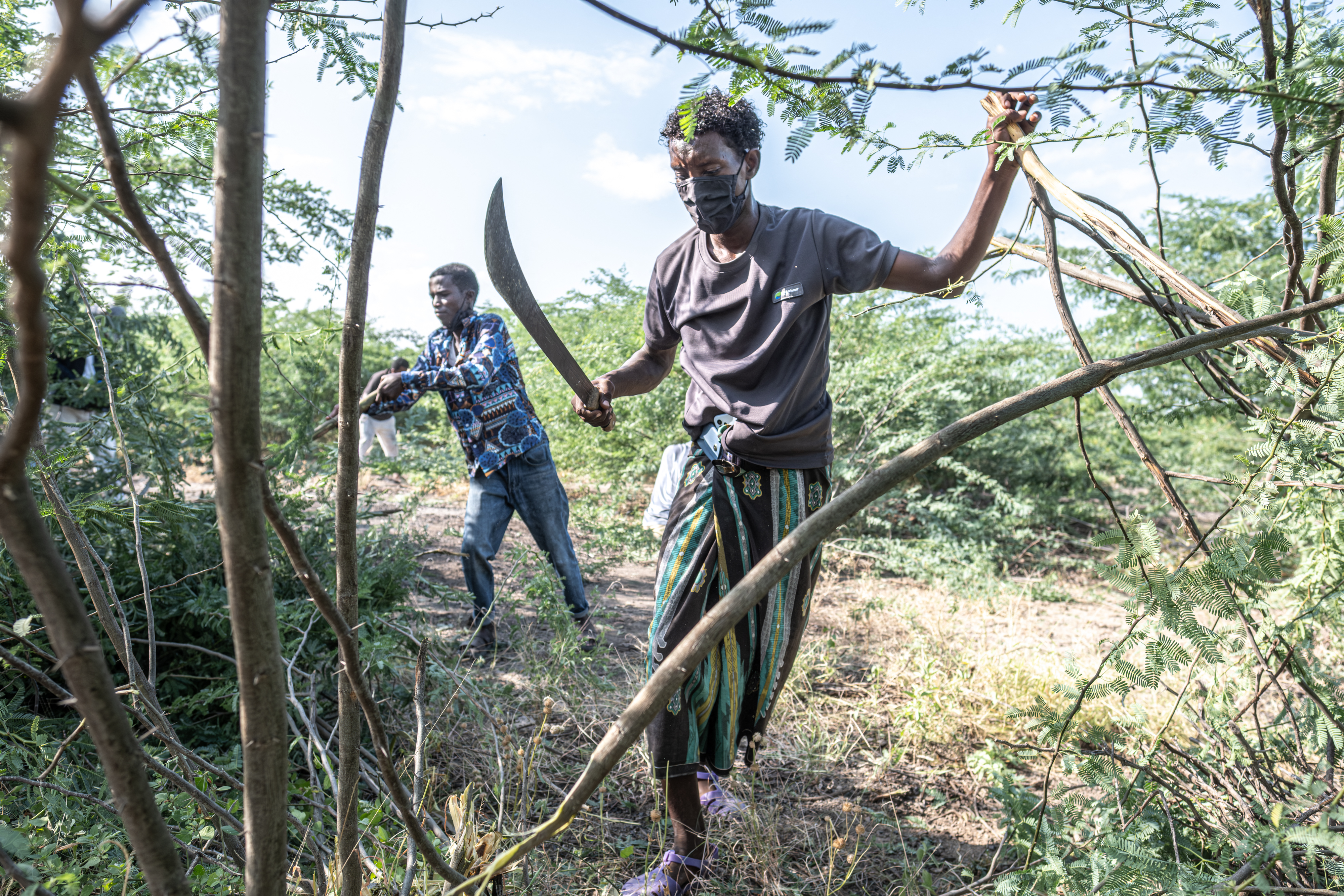 Non-native tree devastates Ethiopia’s ecosystems and threatens livelihoods
