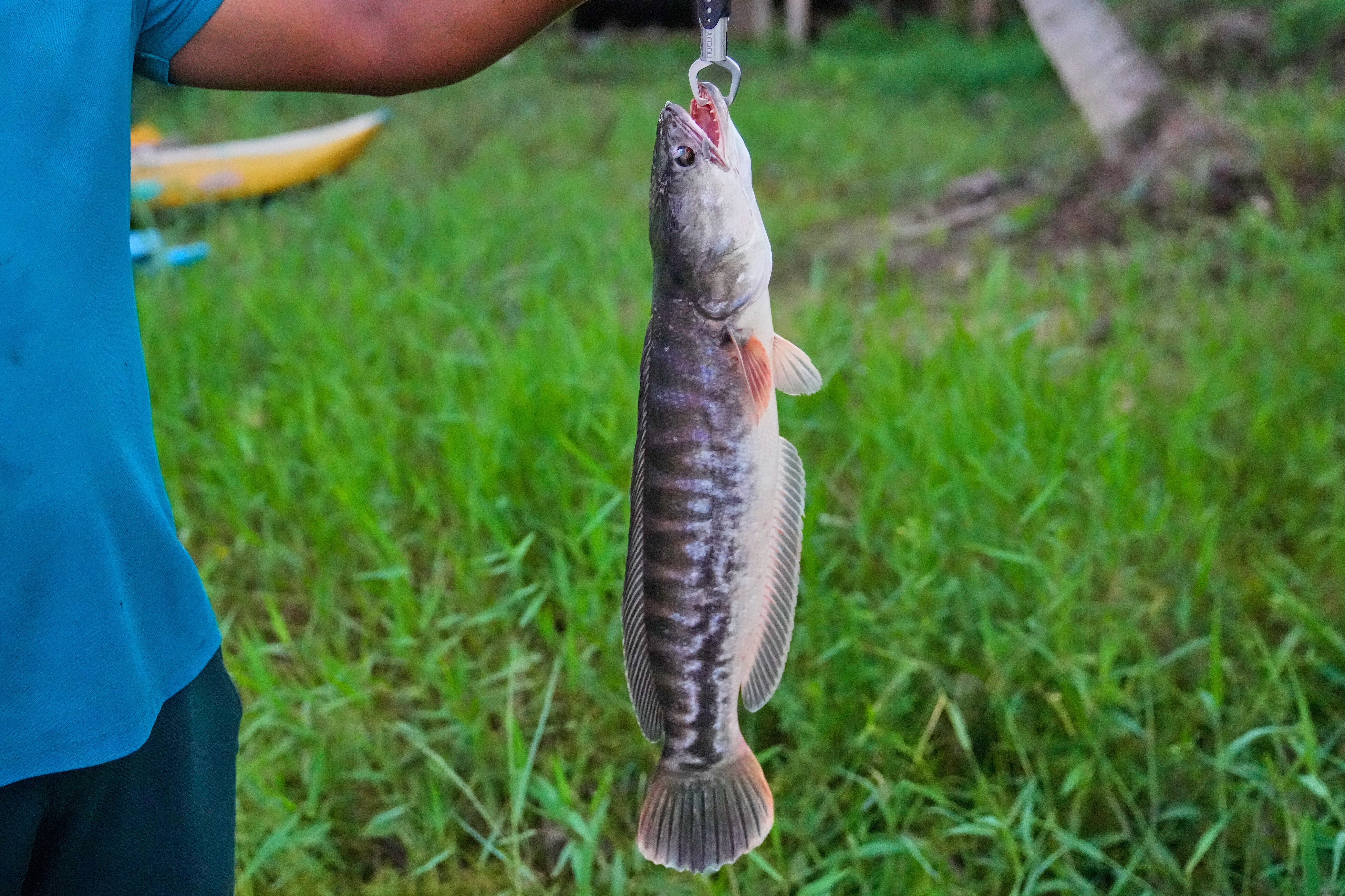 Sri Lankan villagers adapt to snakehead fish invasion