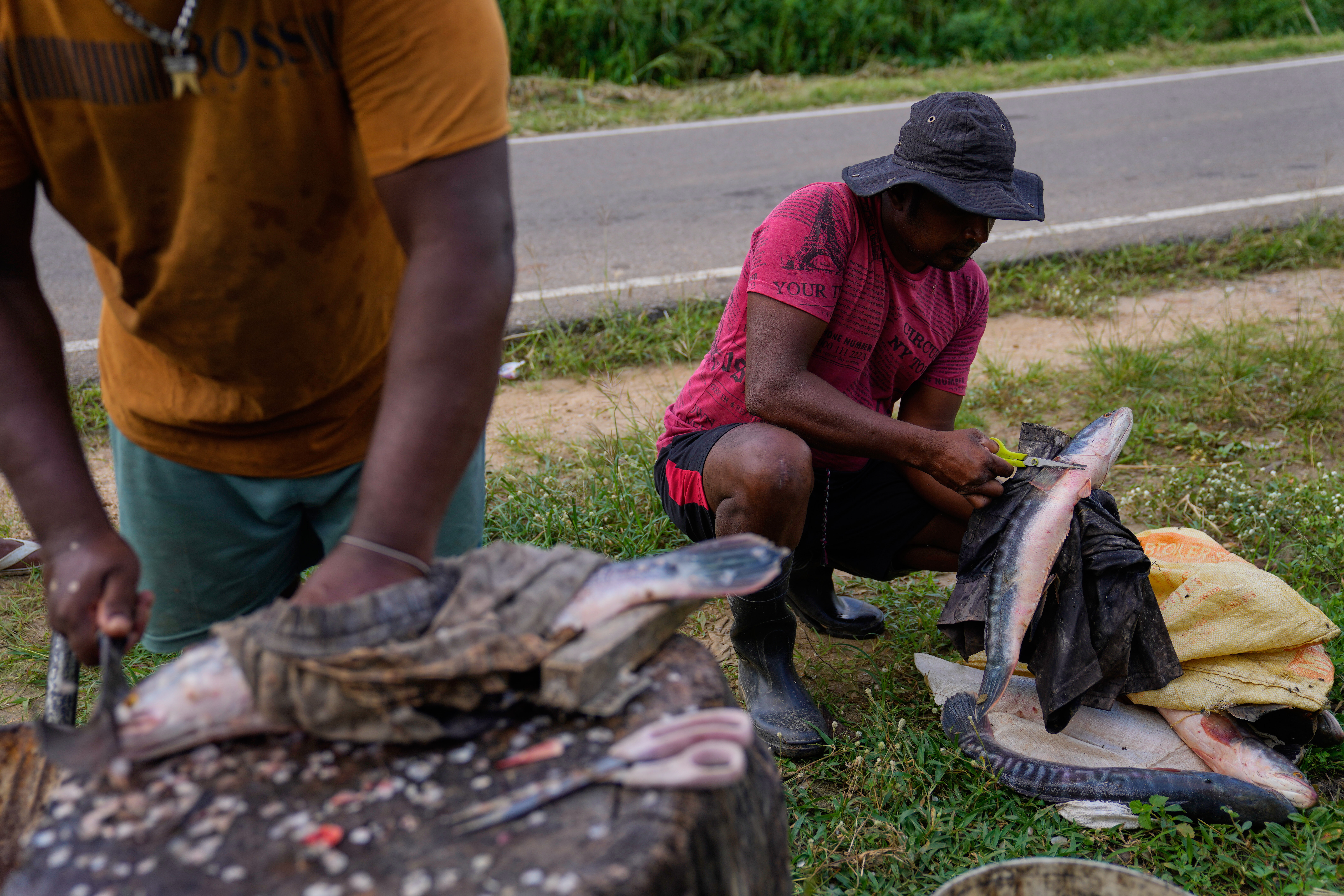 Sri Lankan villagers adapt to snakehead fish invasion