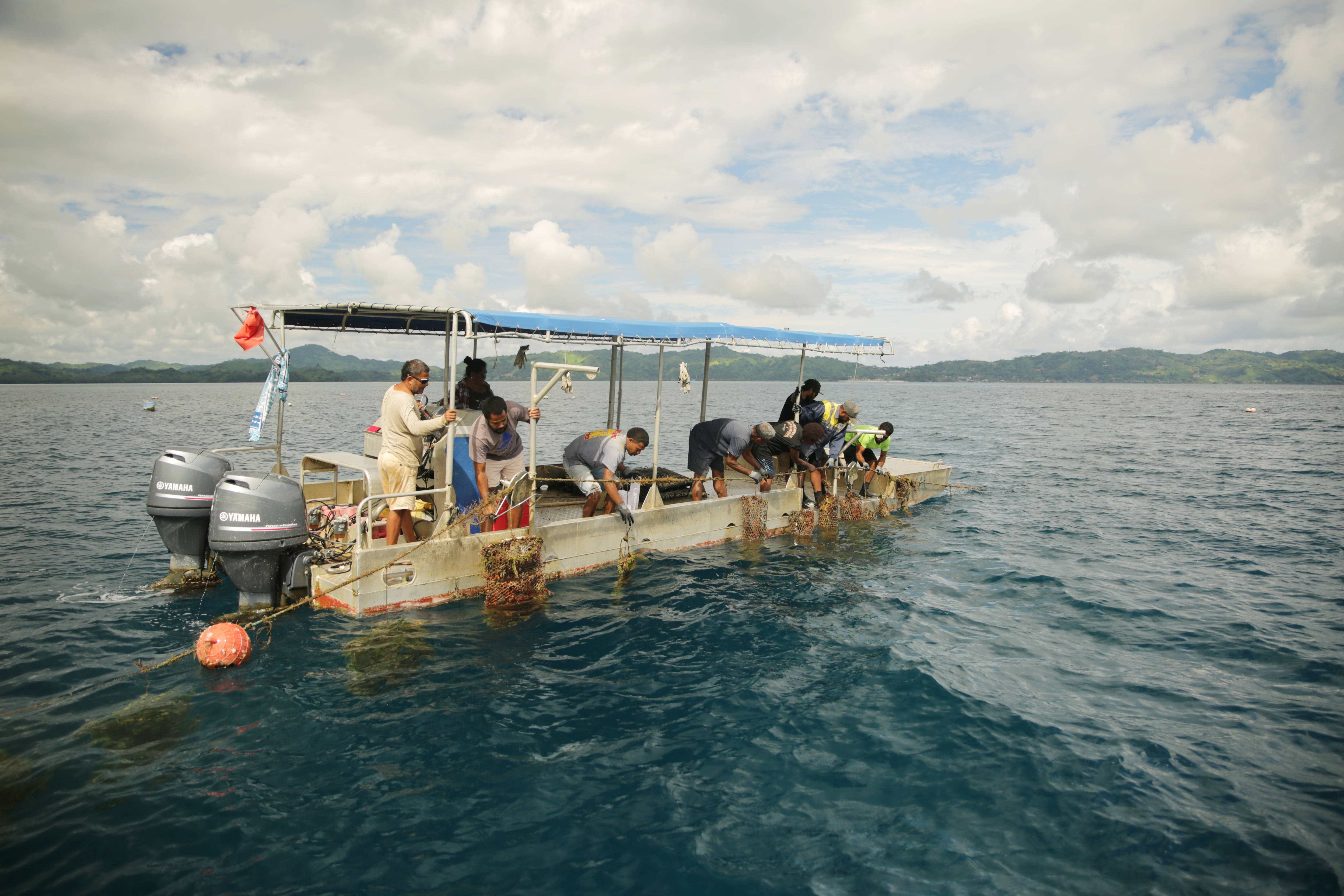 Oyster farmers work to inspect the nets.